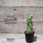 【送料無料】 Hohenbergia magnispina〔ホヘンベルギア〕現品発送H0026