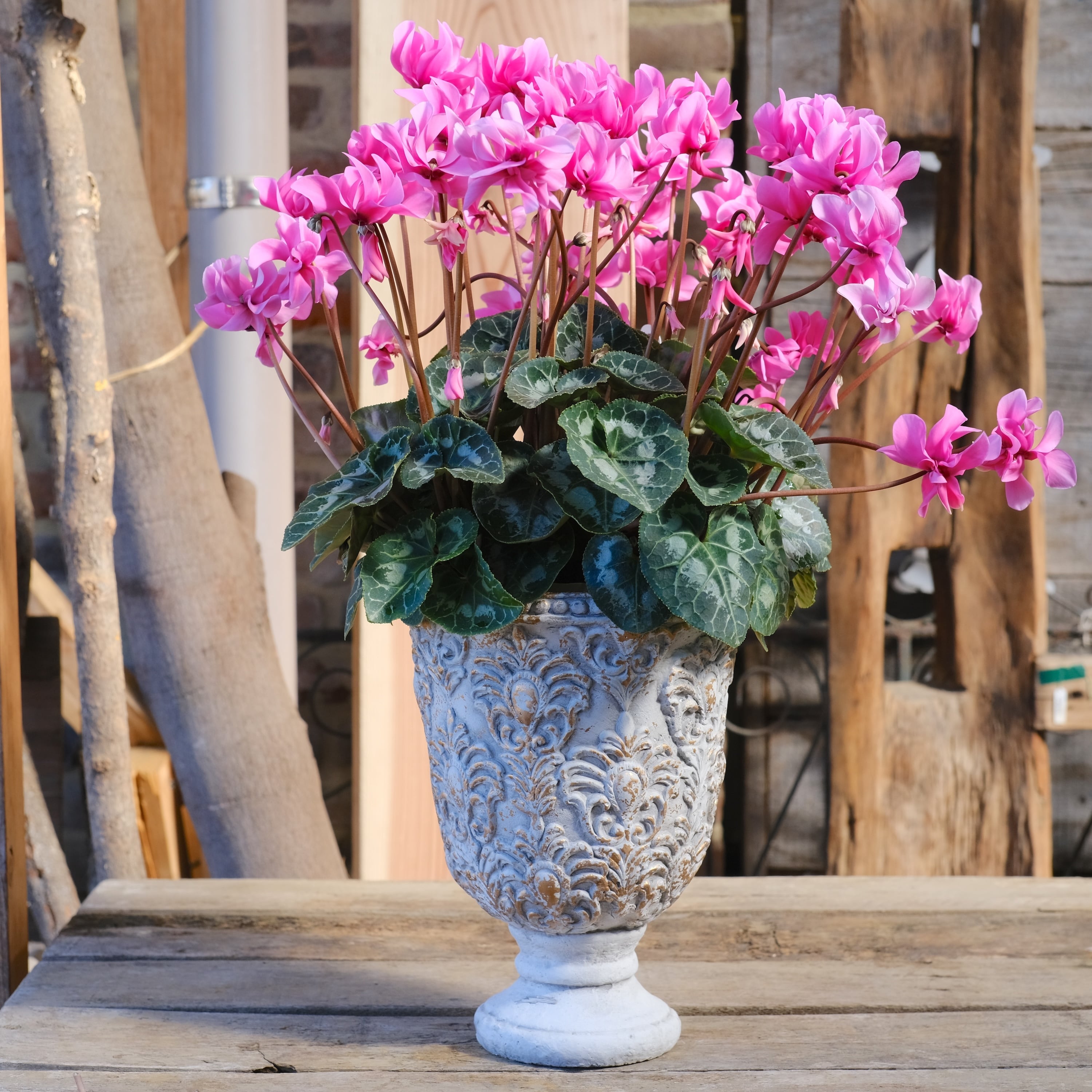 八重咲ミニシクラメン 斑入り チモピンク　①　＊同梱推奨商品 No, 15】ミニシクラメン チモシリーズ 八重《 枝垂れざき 》鉢なし