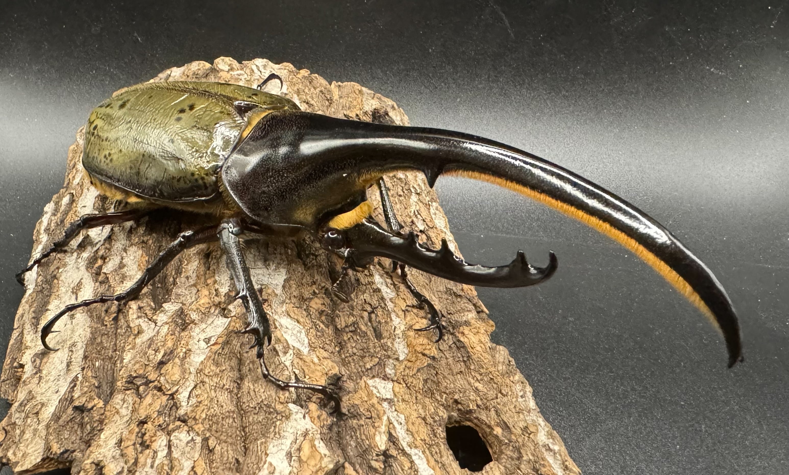クワガタショップMD MDカブトマットベーシック改 10L×6袋 公式通販