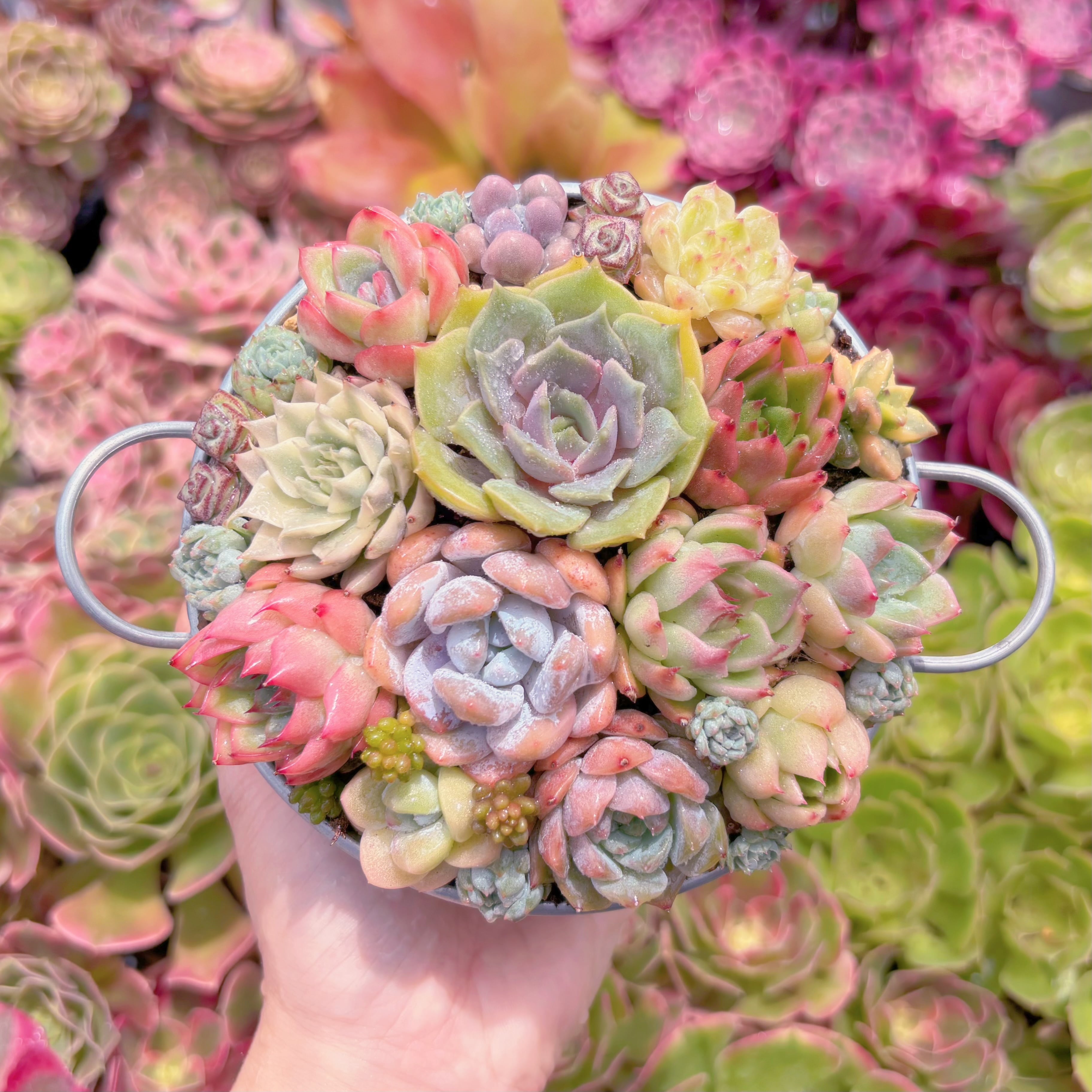 現品　寄せ植えセット#C21　るる農園