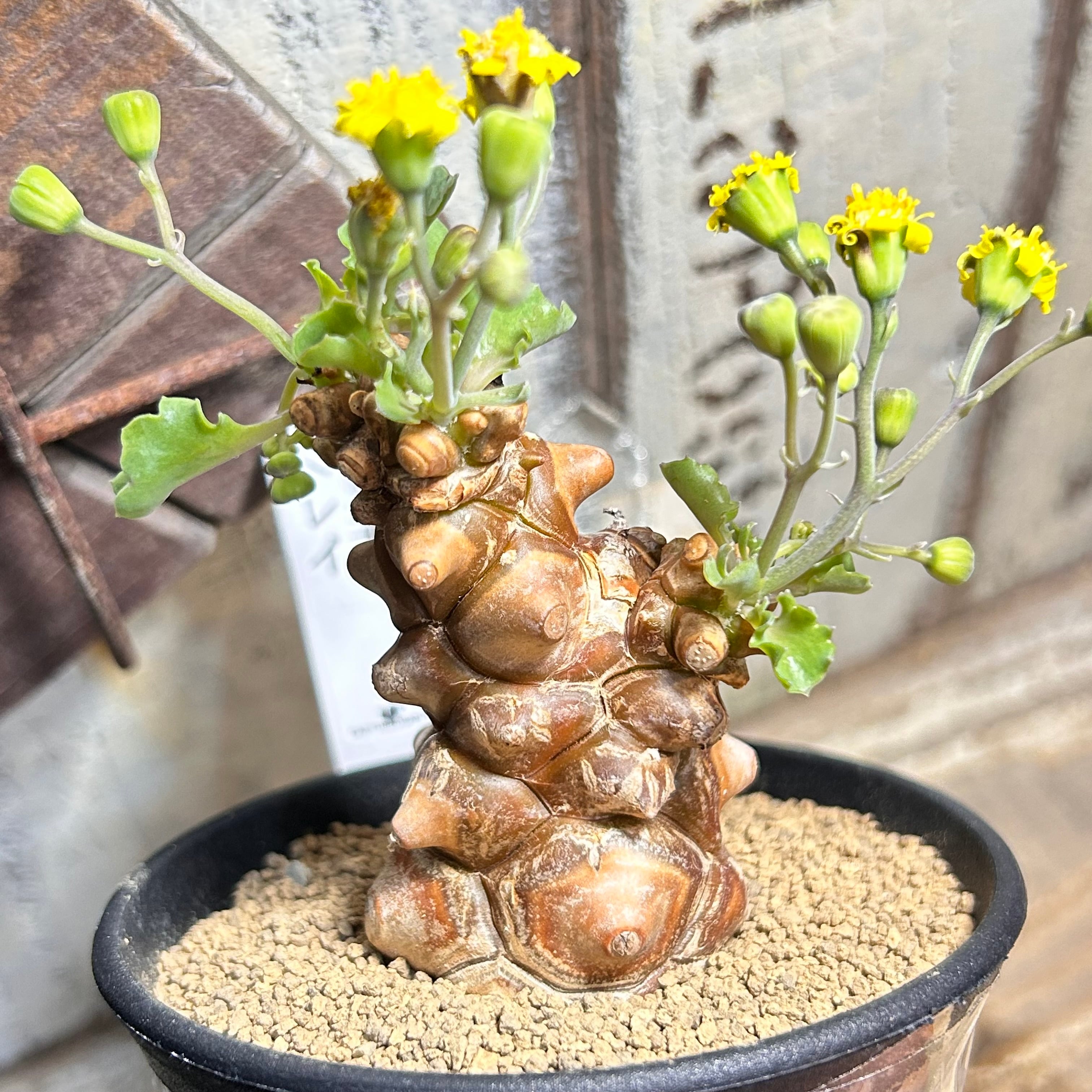 T)バタフライ錦 | RuPo 多肉植物専門店