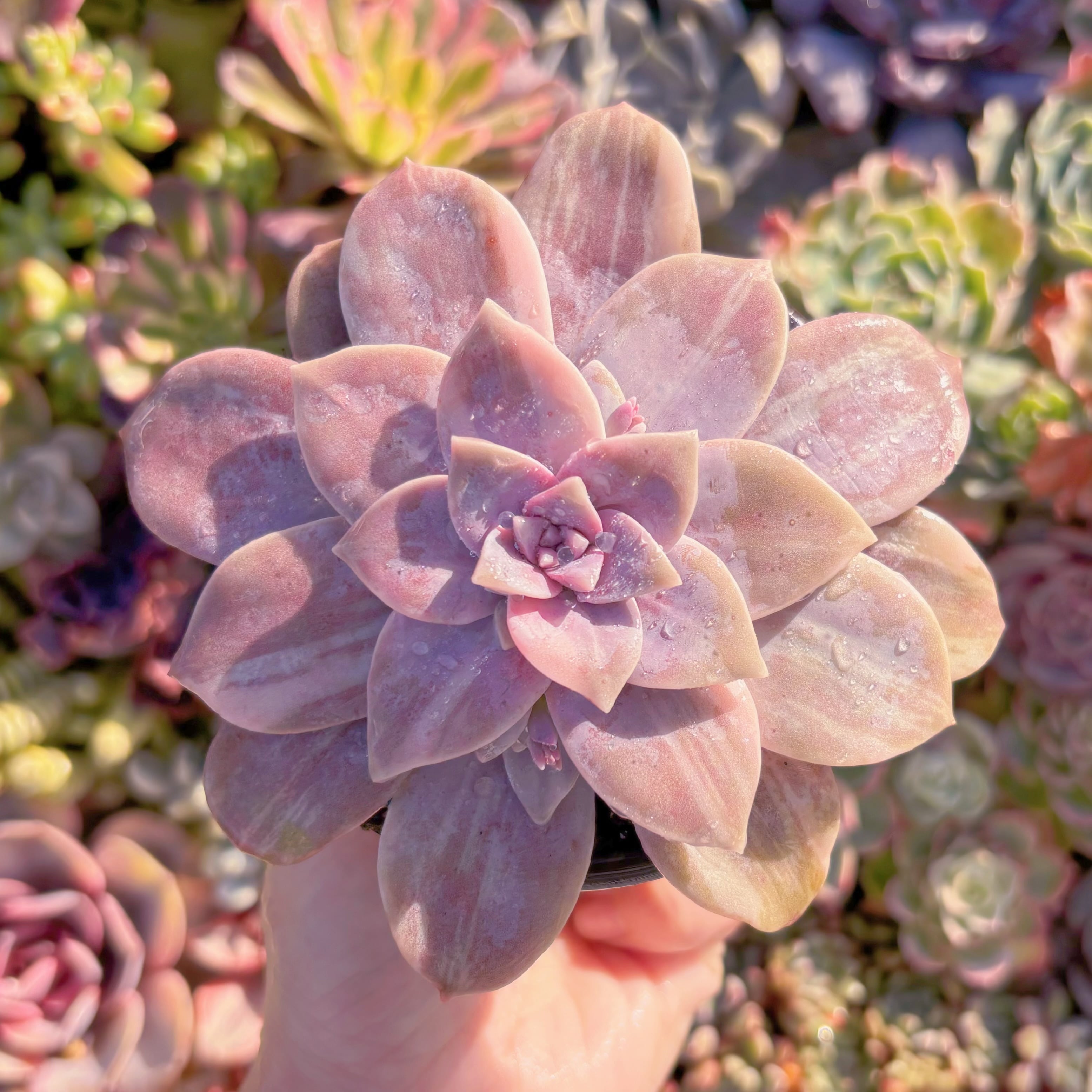 現品　 'Pentandra Superba' Variegated#585　大苗　るる農園