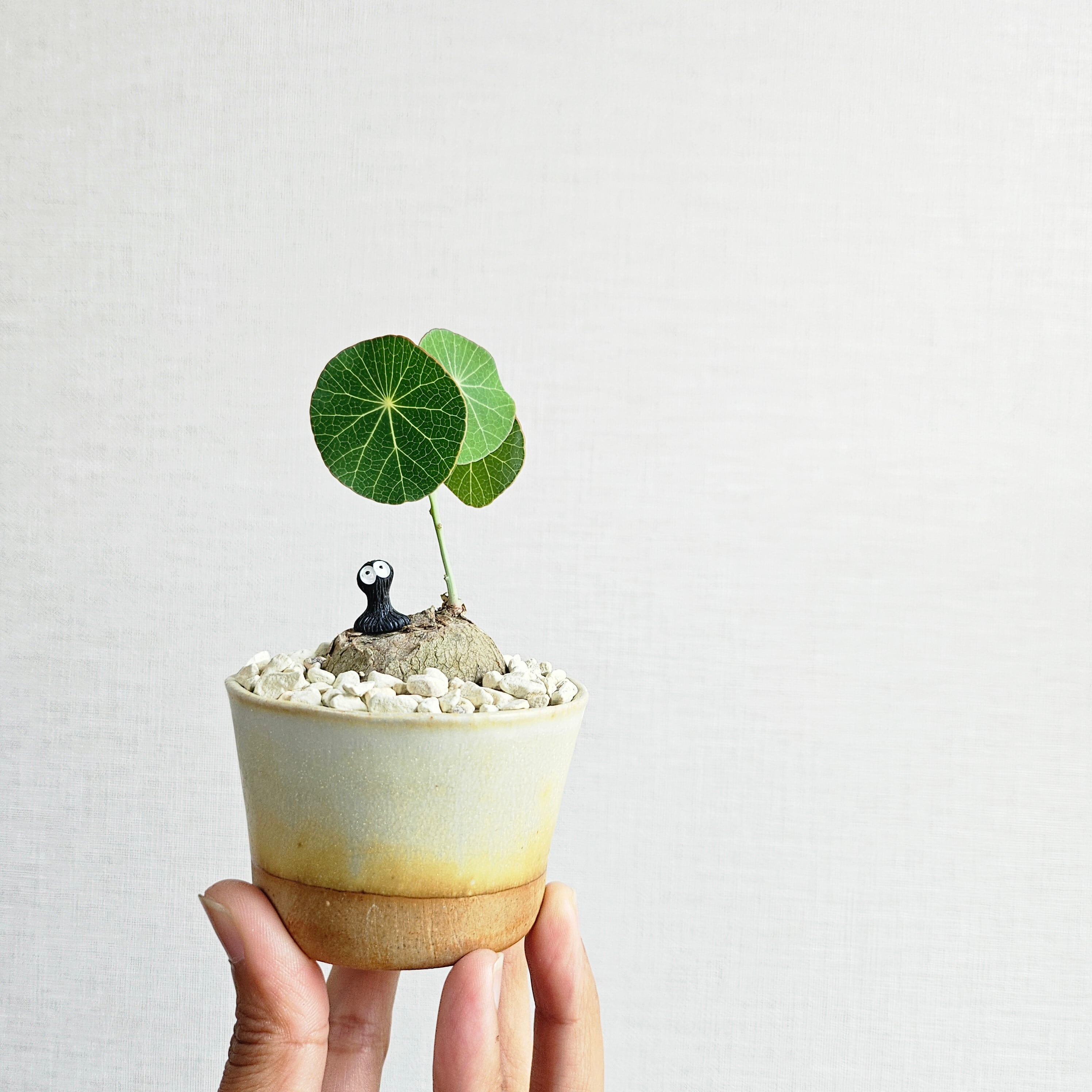 現物♡〚ステファニア エレクタ〛Stephania Erecta