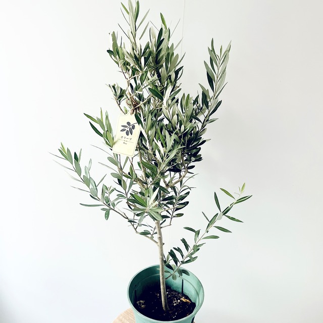 【特A品】オリーブ チプレッシーノ Lサイズ 観葉植物 calm cafe