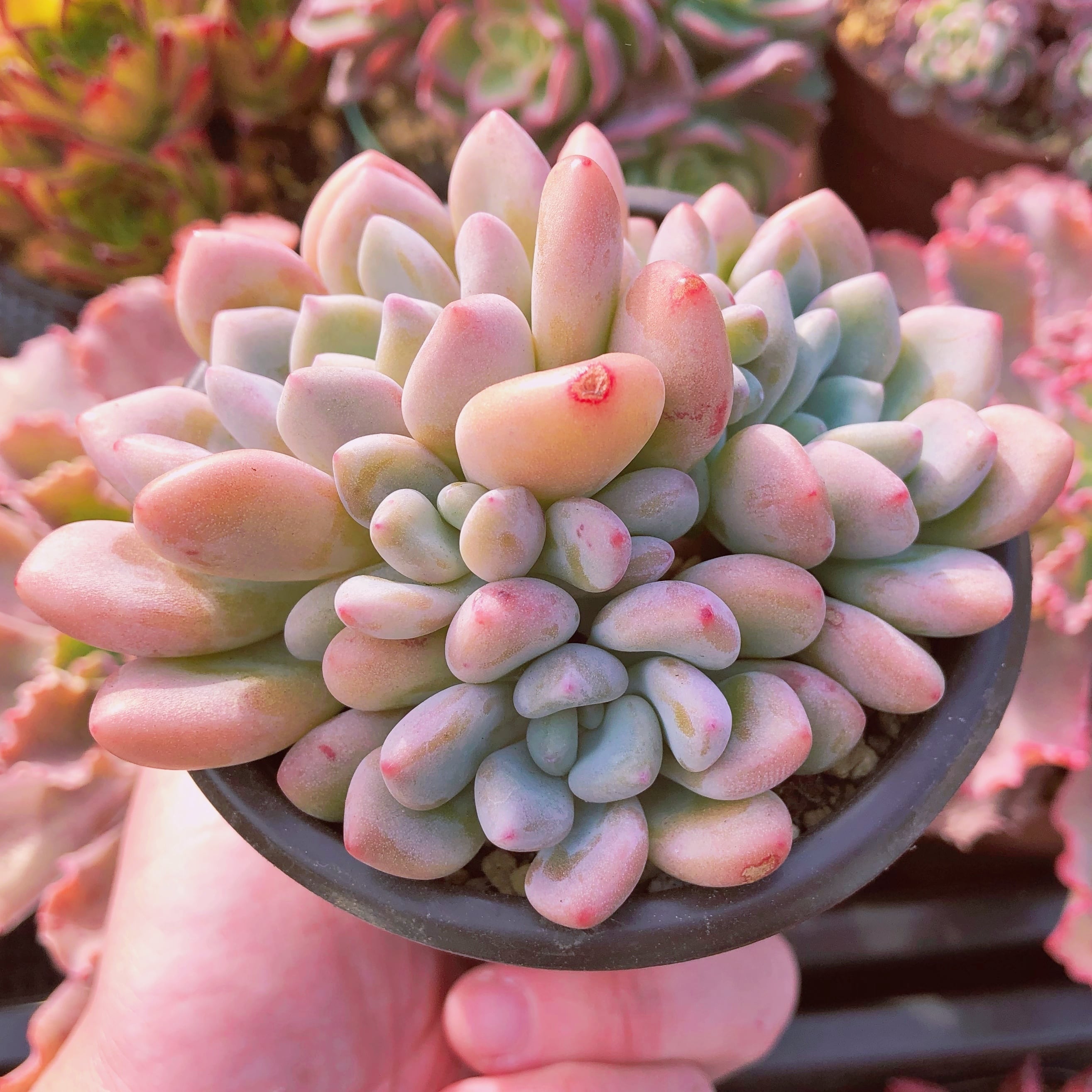 多肉植物　Daphne  群生　3～5頭　抜き苗