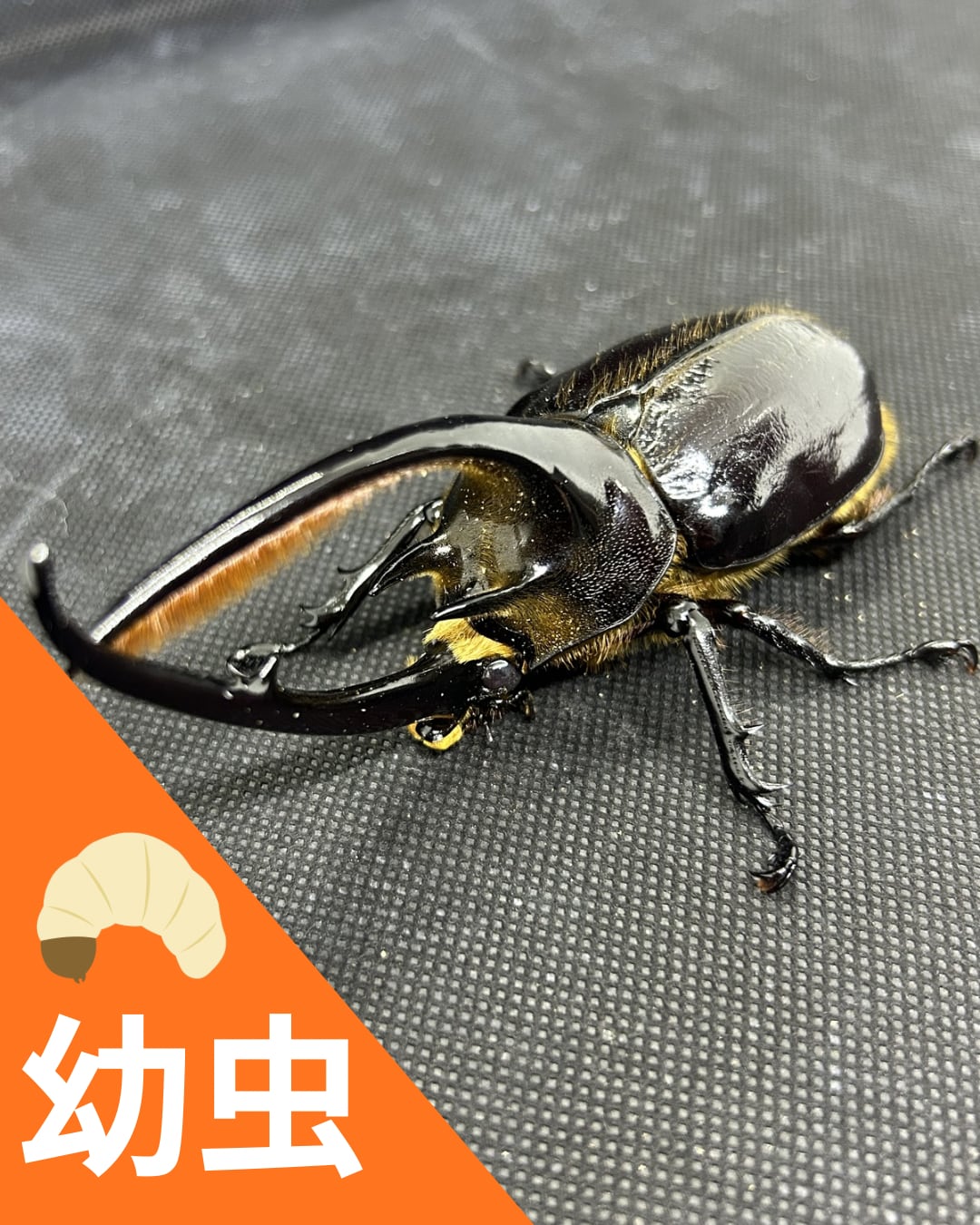 ネプチューンオオカブト 幼虫1頭 | ドルクスクラブ BASE店