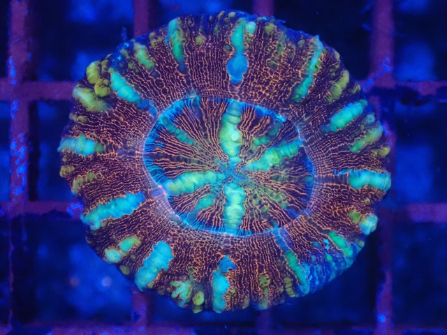 WA Scolymia (WestAustralia) 5