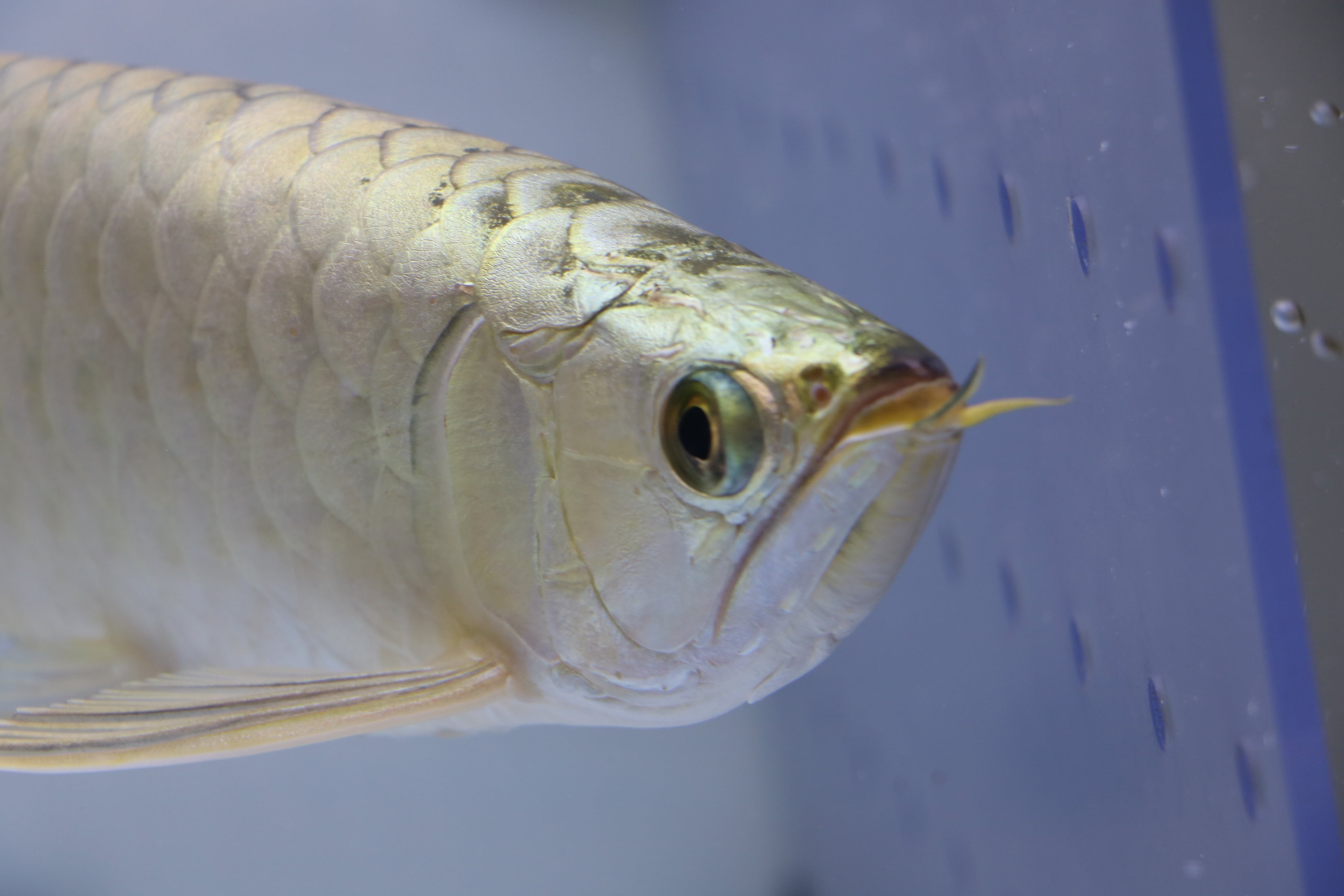 No.916 フルゴールド過背金龍(プレミアム個体)±34㎝ | Pay ID