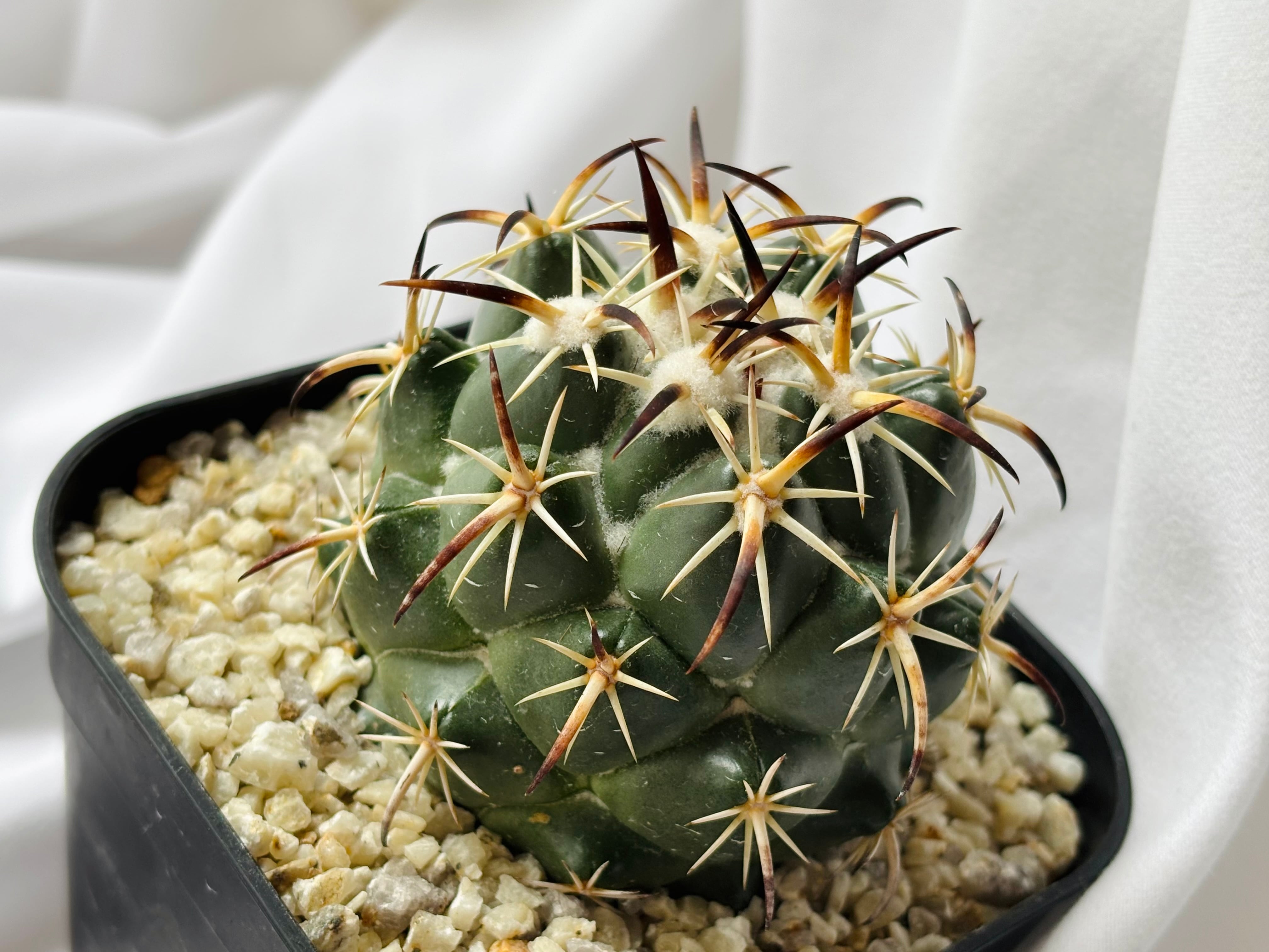 Coryphantha tripugionacantha コリファンタ トリプギオナカンサ