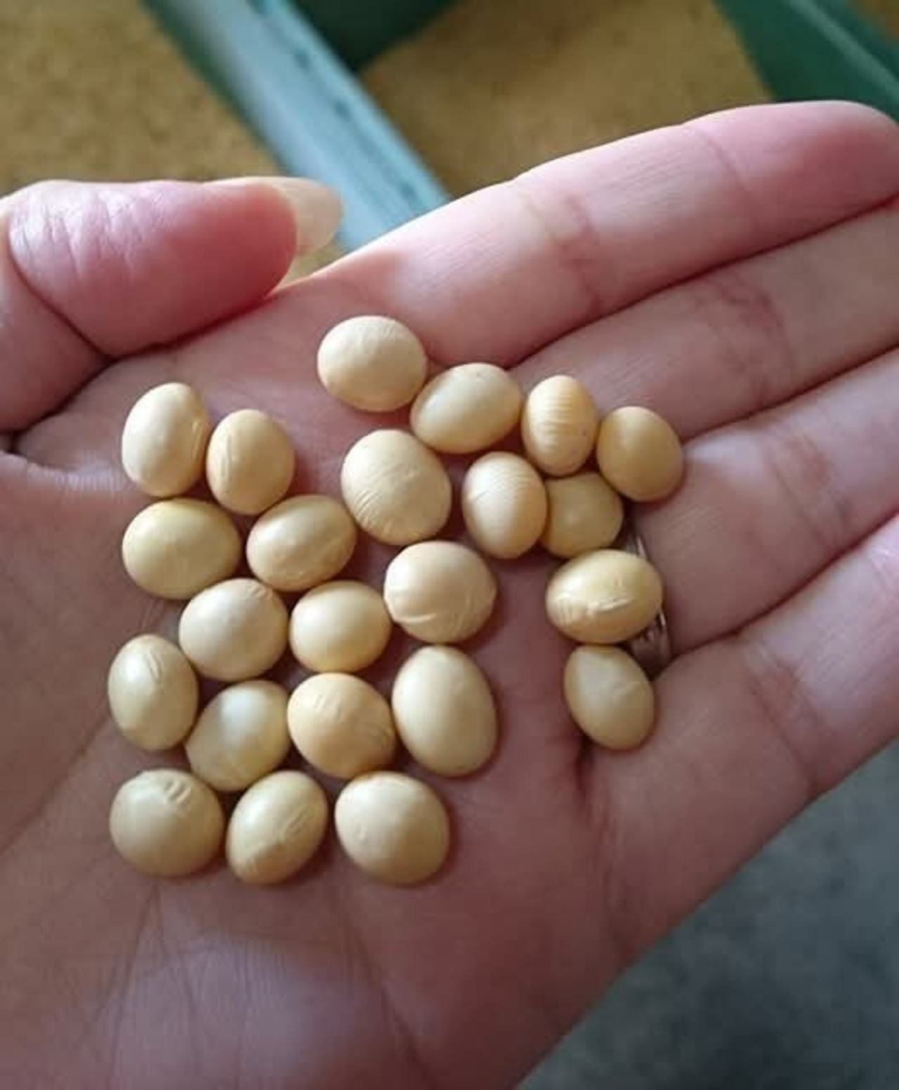 能登産　大豆  500g