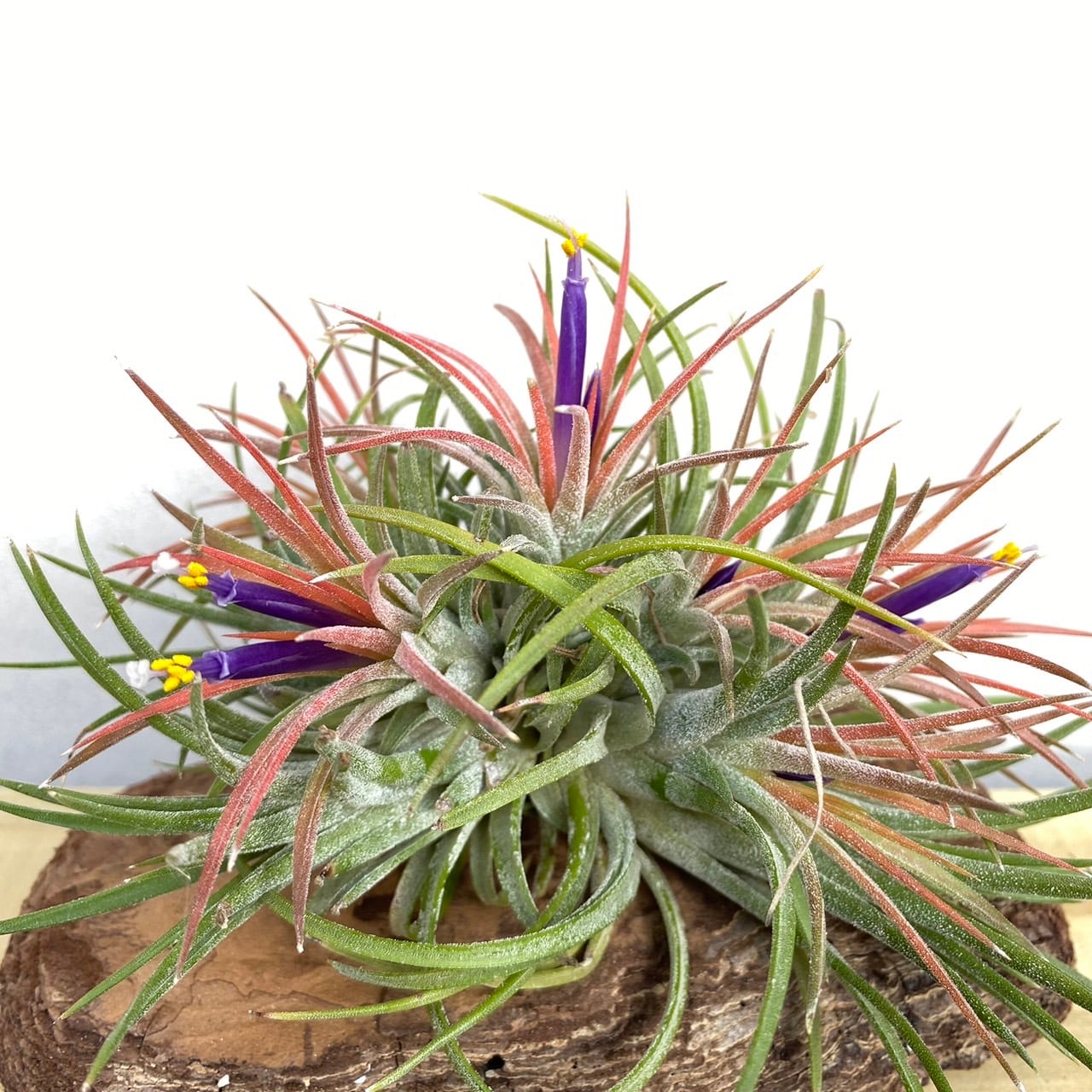 Tillandsia Ionantha Crested Form 速達発送 Tillandsia ionantha Crested form – Cuffel Farms