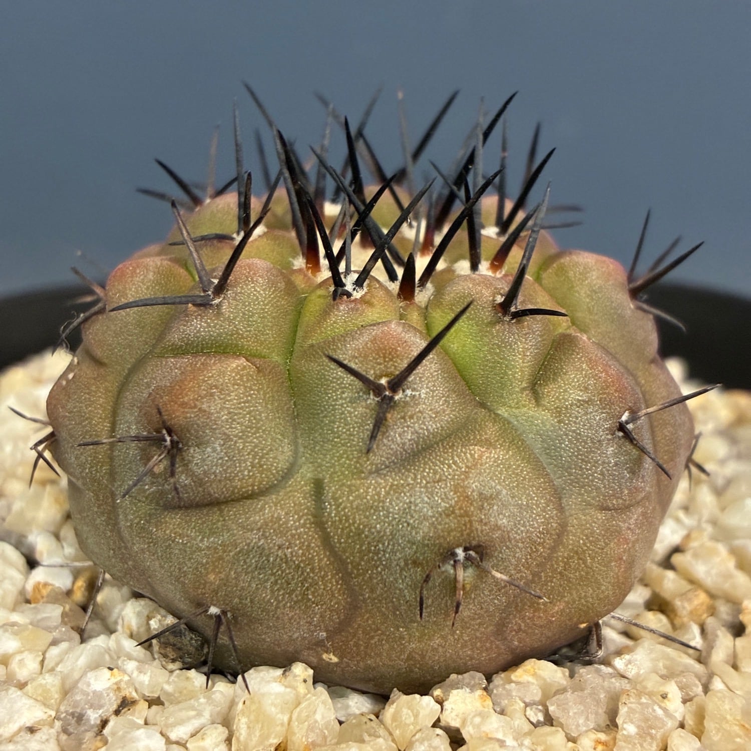 Copiapoa】サボテン コピアポア 黒王丸実生【243】 | PROTOLEAF プロト