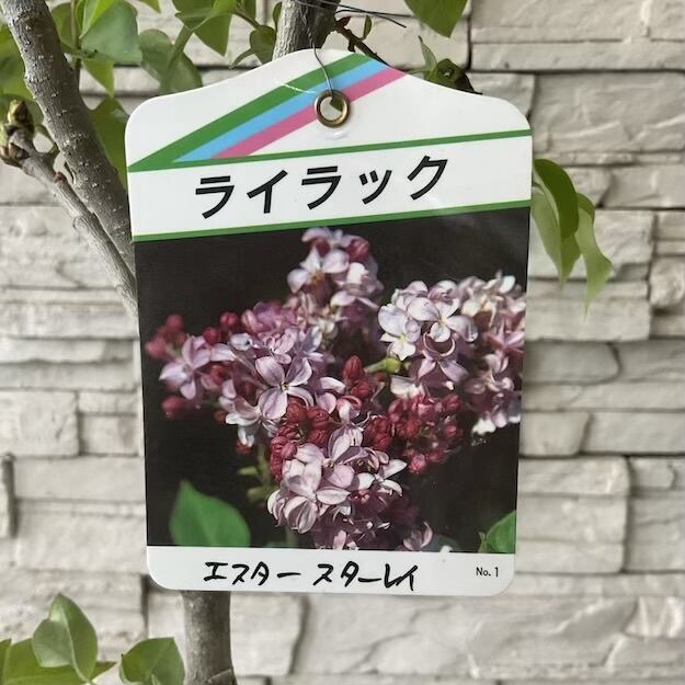 送料無料】ライラック 選べる2色 | 橋本種苗園