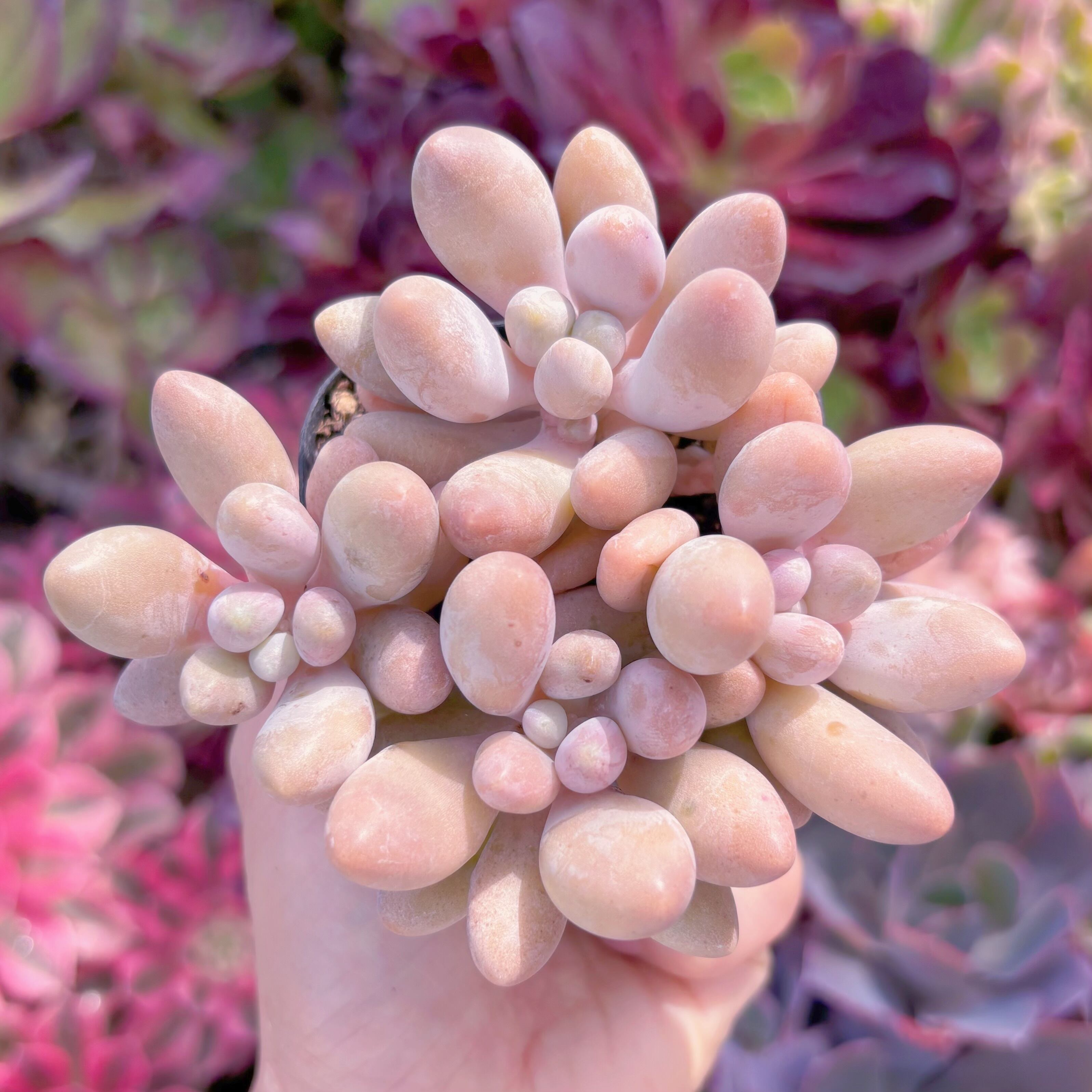 現品　ビューティーフィンガー#627　群生　るる農園