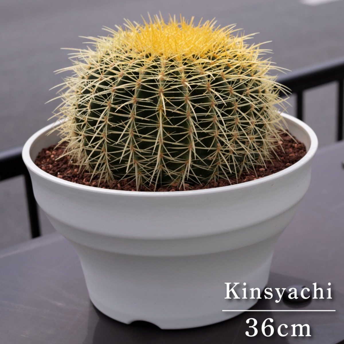 金鯱 サボテン Kinsyachi Echinocactus grusonii 特大 36cm フレグラー 