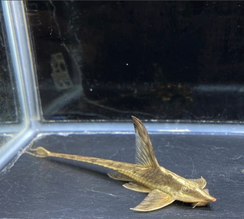 【美品】ロイヤルファロエラ 1ペア 餌食欲旺盛 生体発送 繁殖