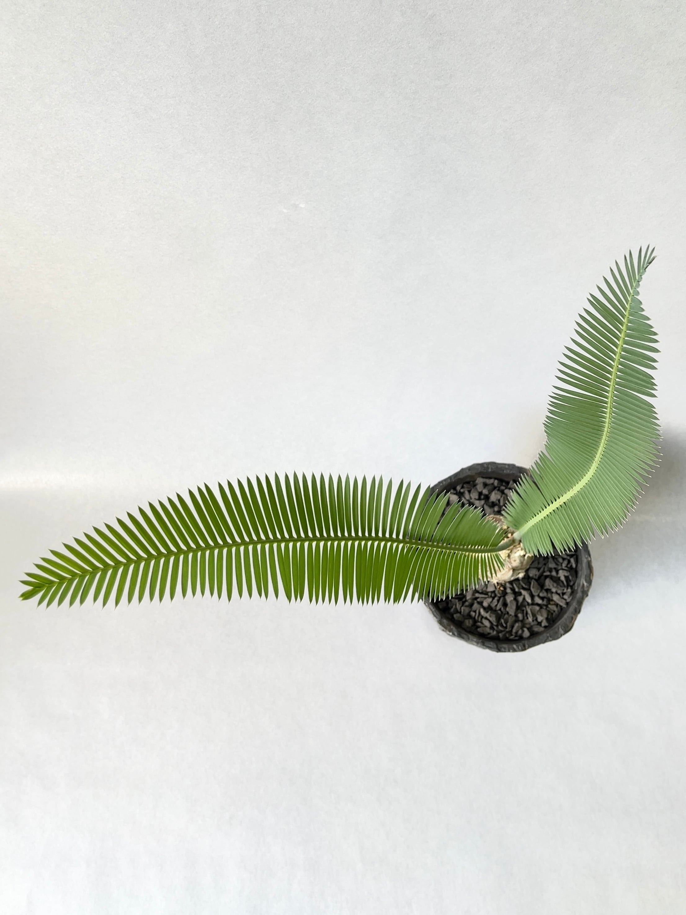 ディオーン　エデュレ　1 ディオーン エデュレ 1 ディオーン エデュレ | GREEN LUCK