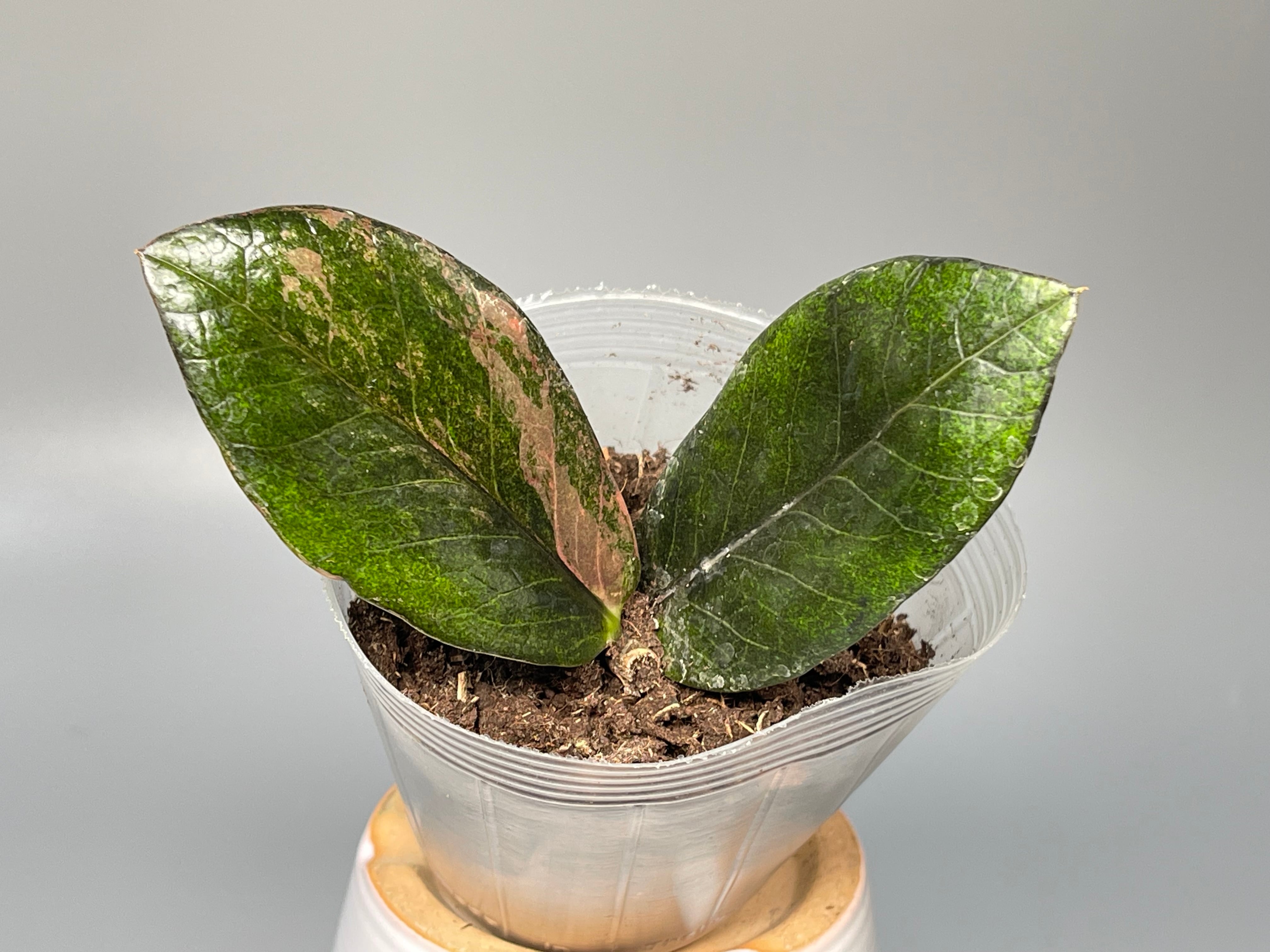 ザミオクルカス斑入り　レイヴン　ブラックピンク ザミオクルカス レイブン 斑入り zamioculcas zamiifolia raven