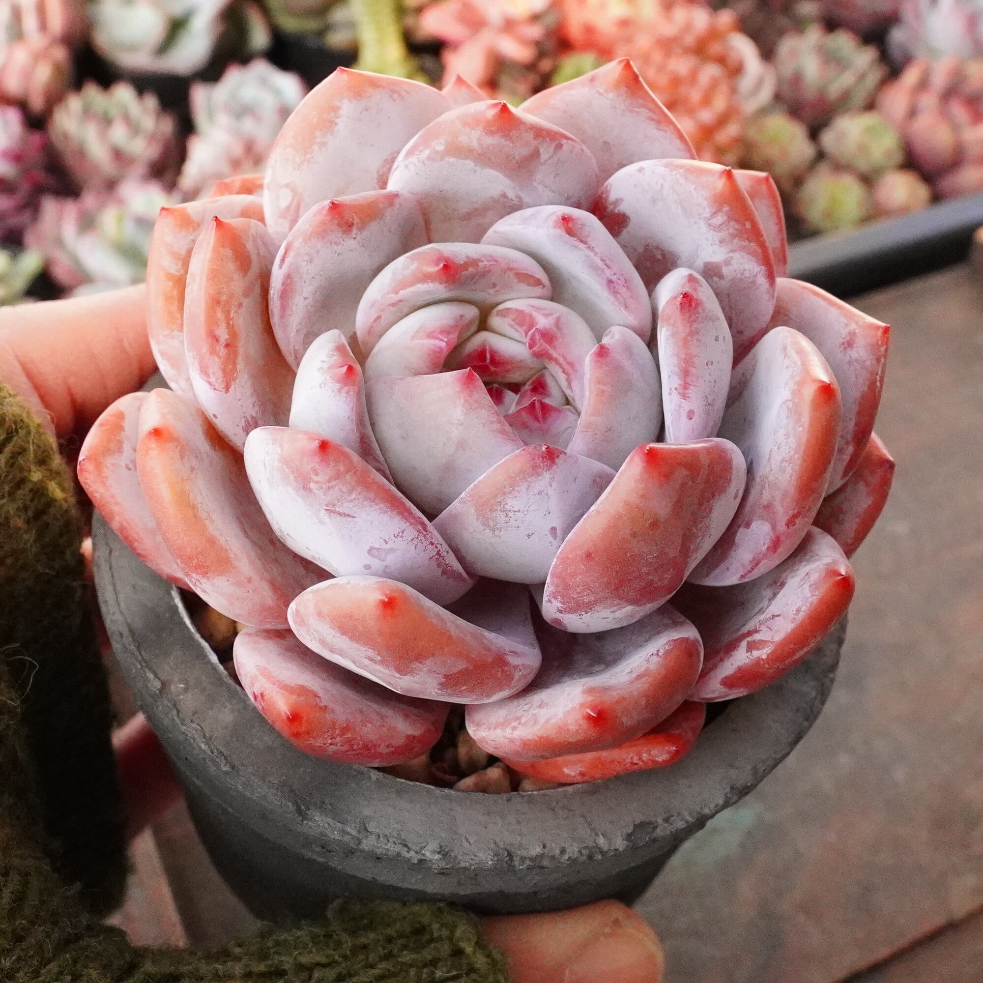 すべての商品 | E-TANIKU