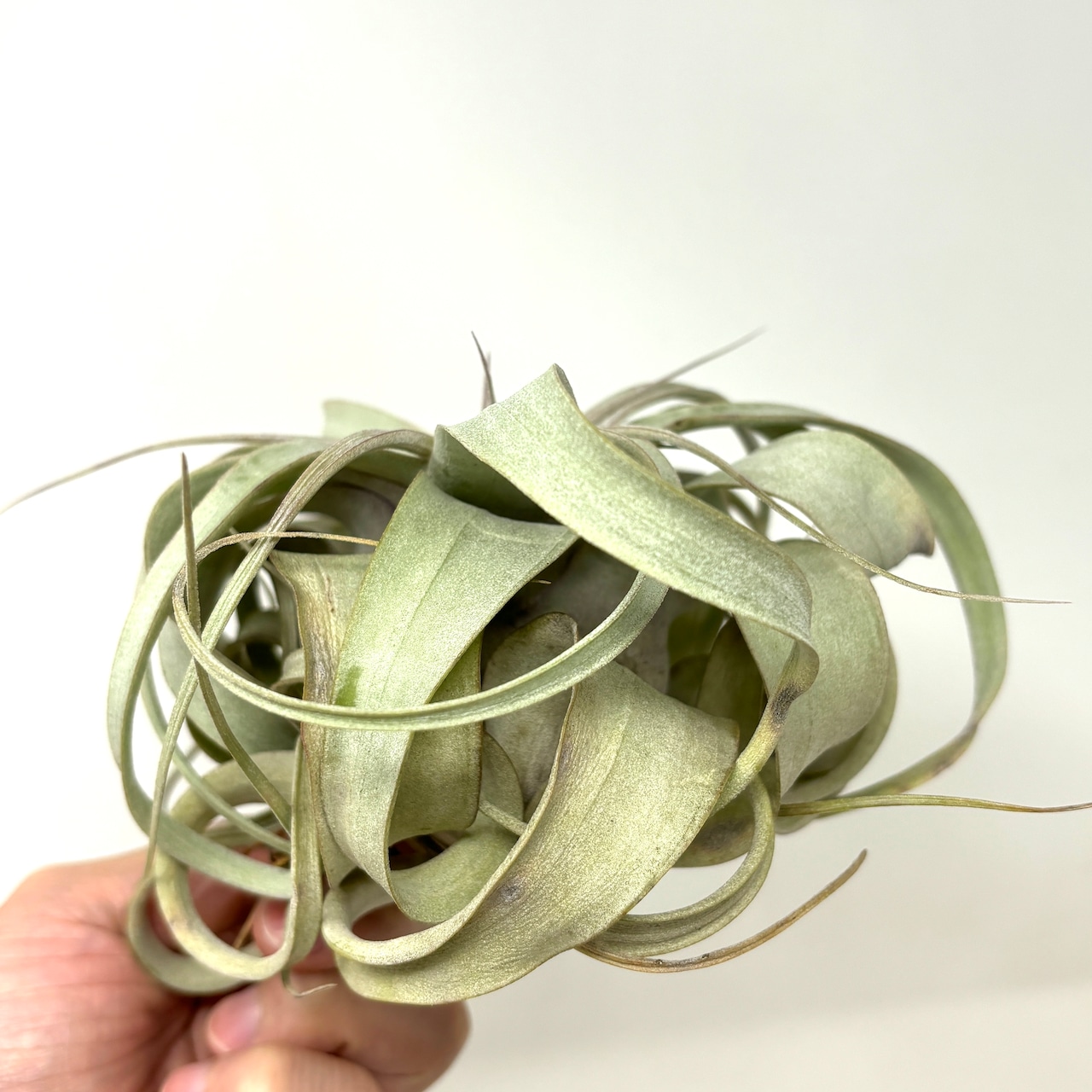 チランジア キセログラフィカ【620】