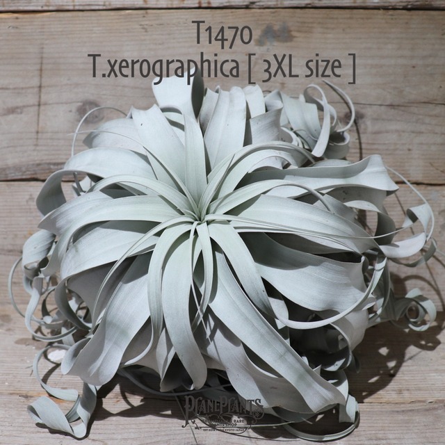 【送料無料】キセログラフィカ3XL〔エアプランツ〕現品発送T0185