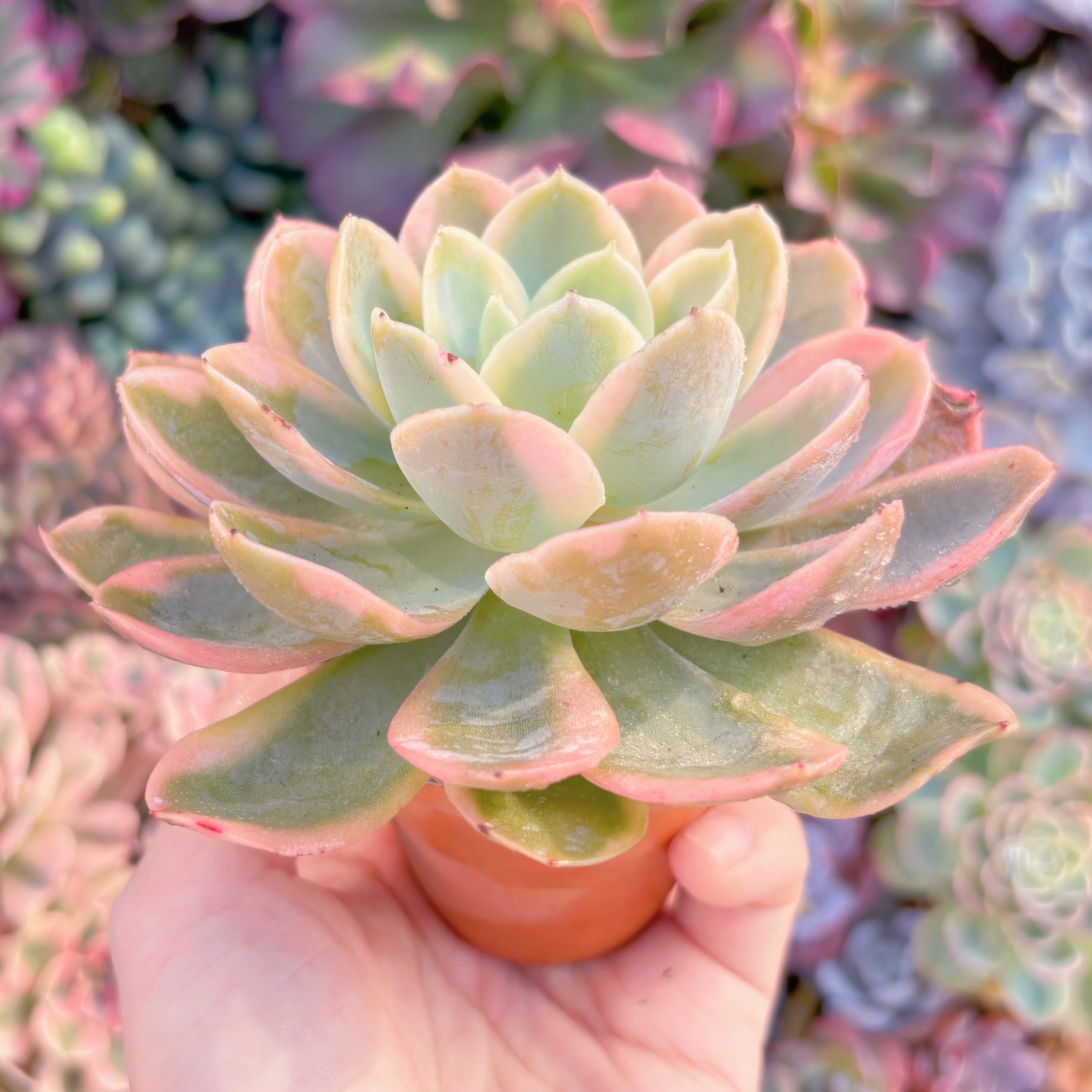 多肉植物 ピンクベラ錦 新入荷 るる農園 | るる農園~多肉植物専門