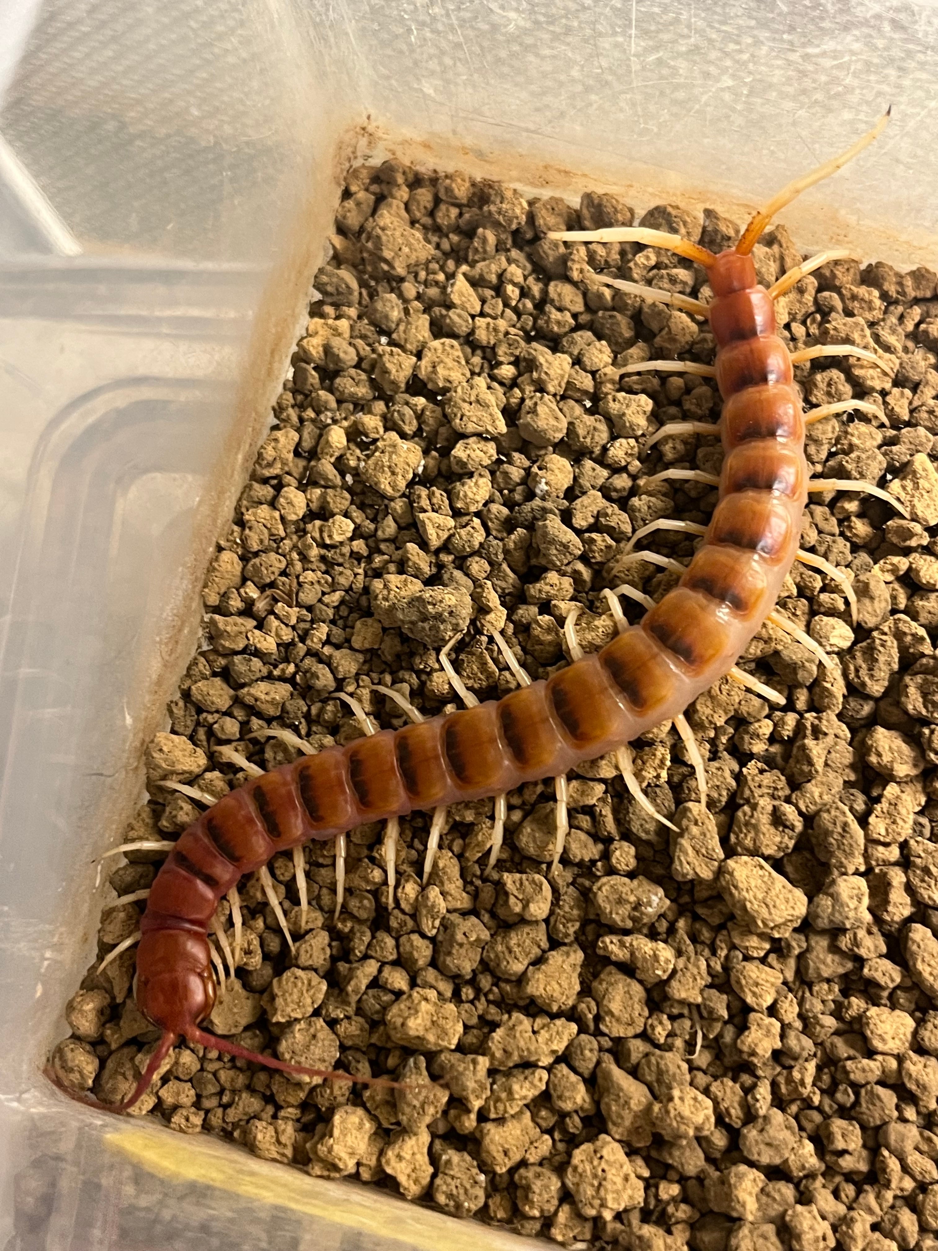 7匹】オウモンオオサシガメ 全長4cm程 タランチュラムカデアサシンバグ