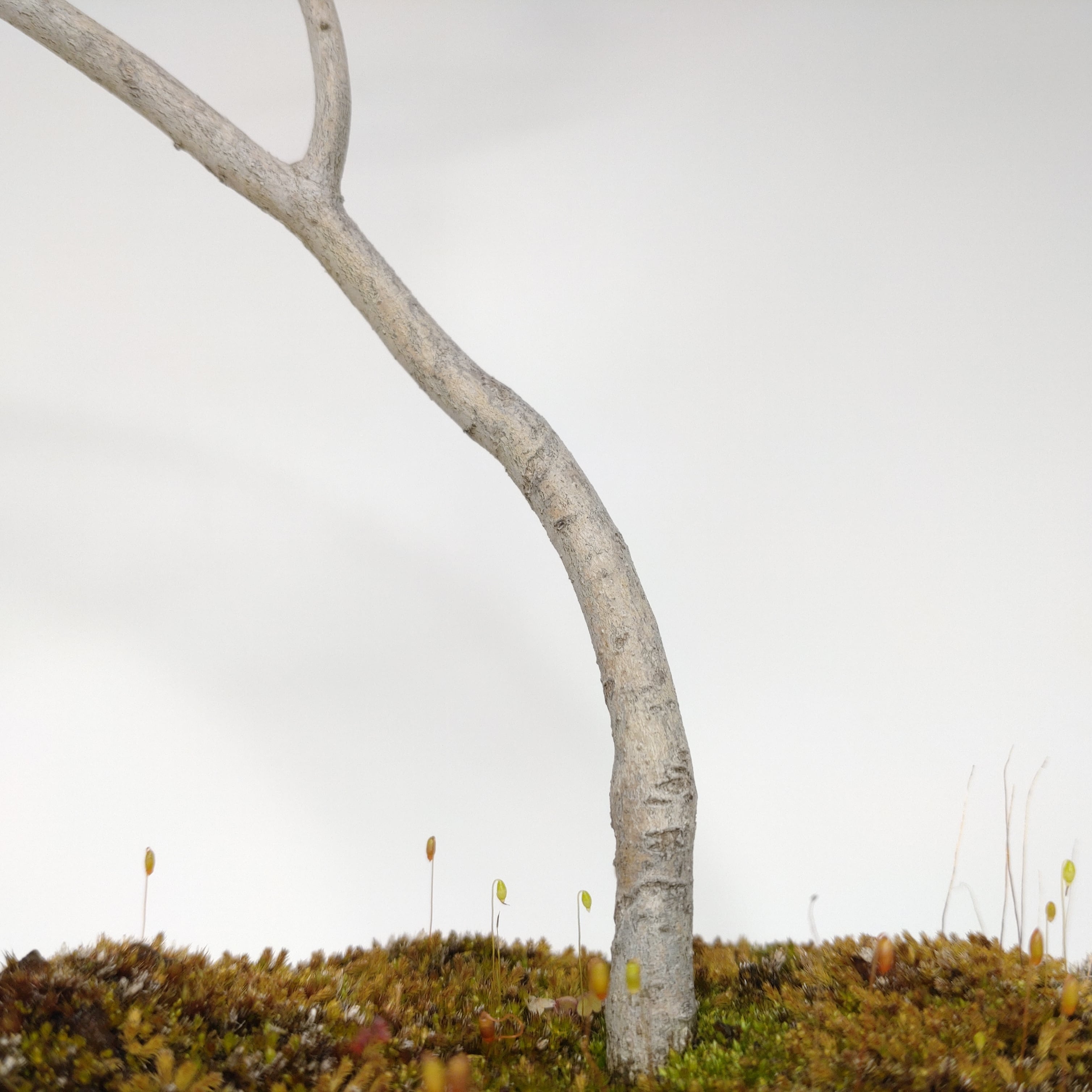 ヤマコウバシ盆栽 SS016 | 盆栽創【Bonsaisou】