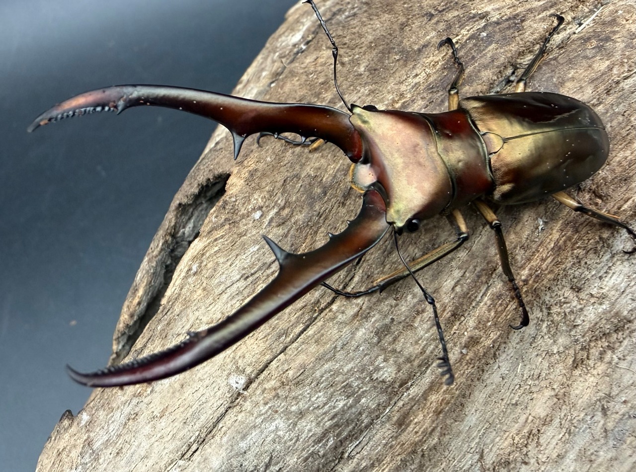 《メタリフェルホソアカ亜種サンギレンシス 67.5mm ペア》