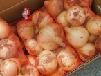 新たまねぎ（１玉／３００ｇ以上）１箱
