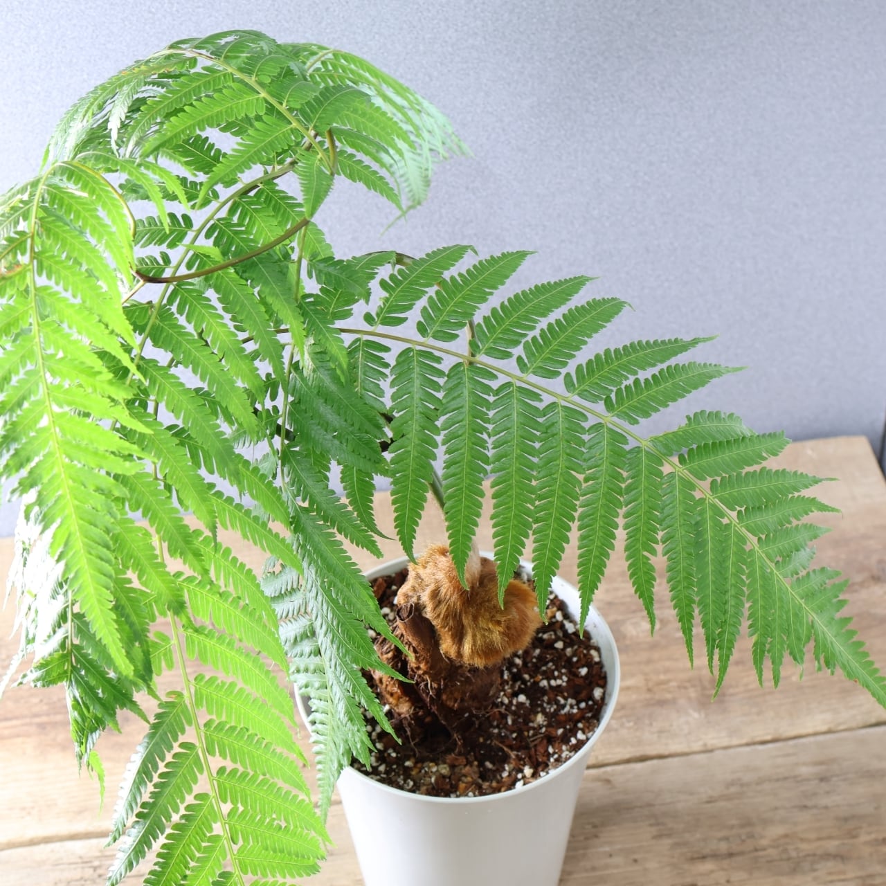 305 くねくねでもじゃもじゃ『キンモウコウ』観葉植物 【送料無料
