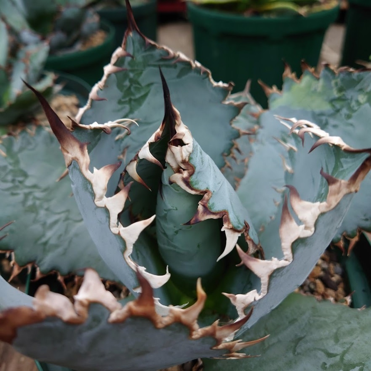 アガベ チタノタ ライオンズメーン メイン Agave titanota Lion