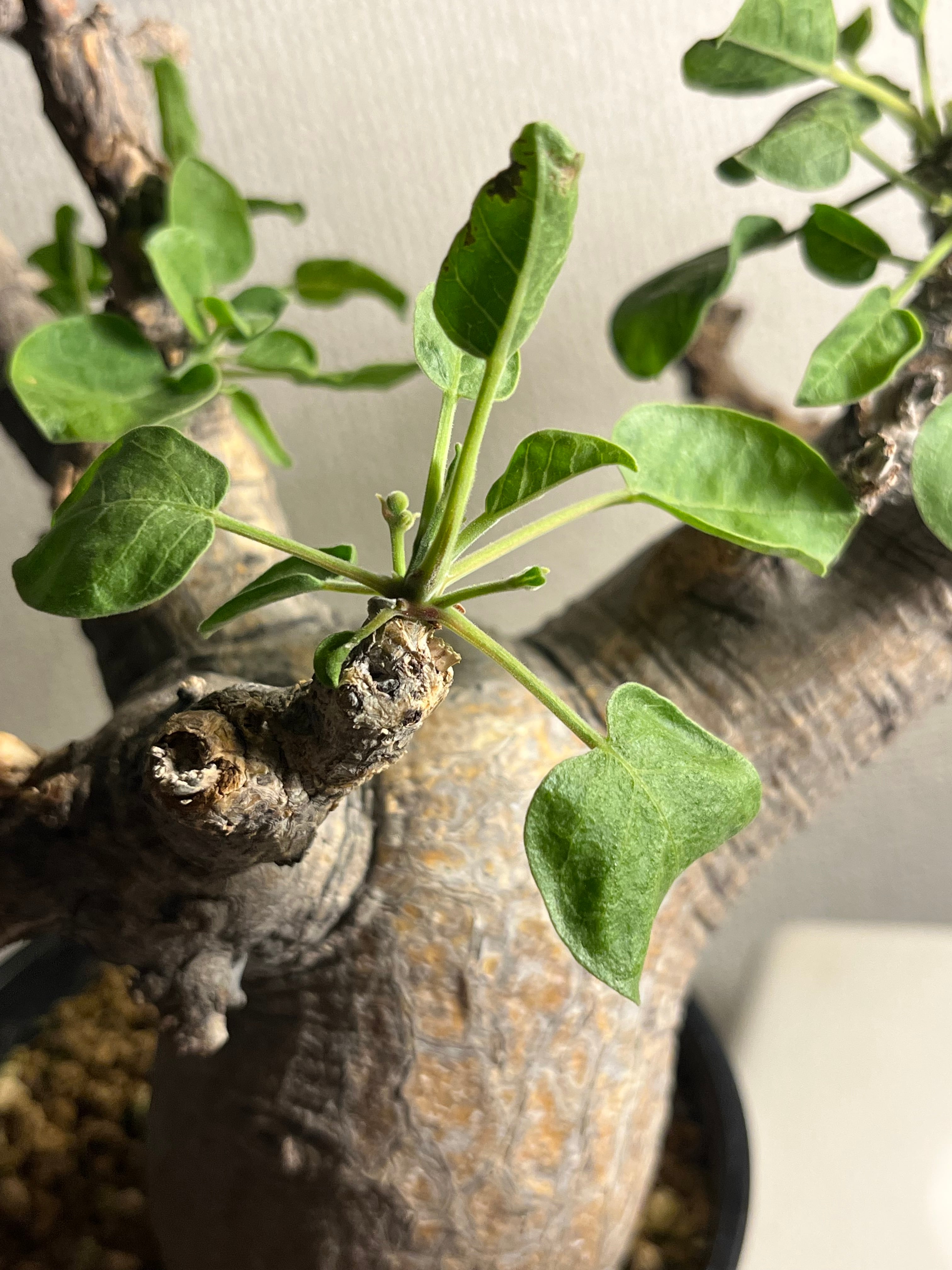 幻ノ灌木】コミフォラ ドレイクブロックマニー 塊根植物 灌木植物