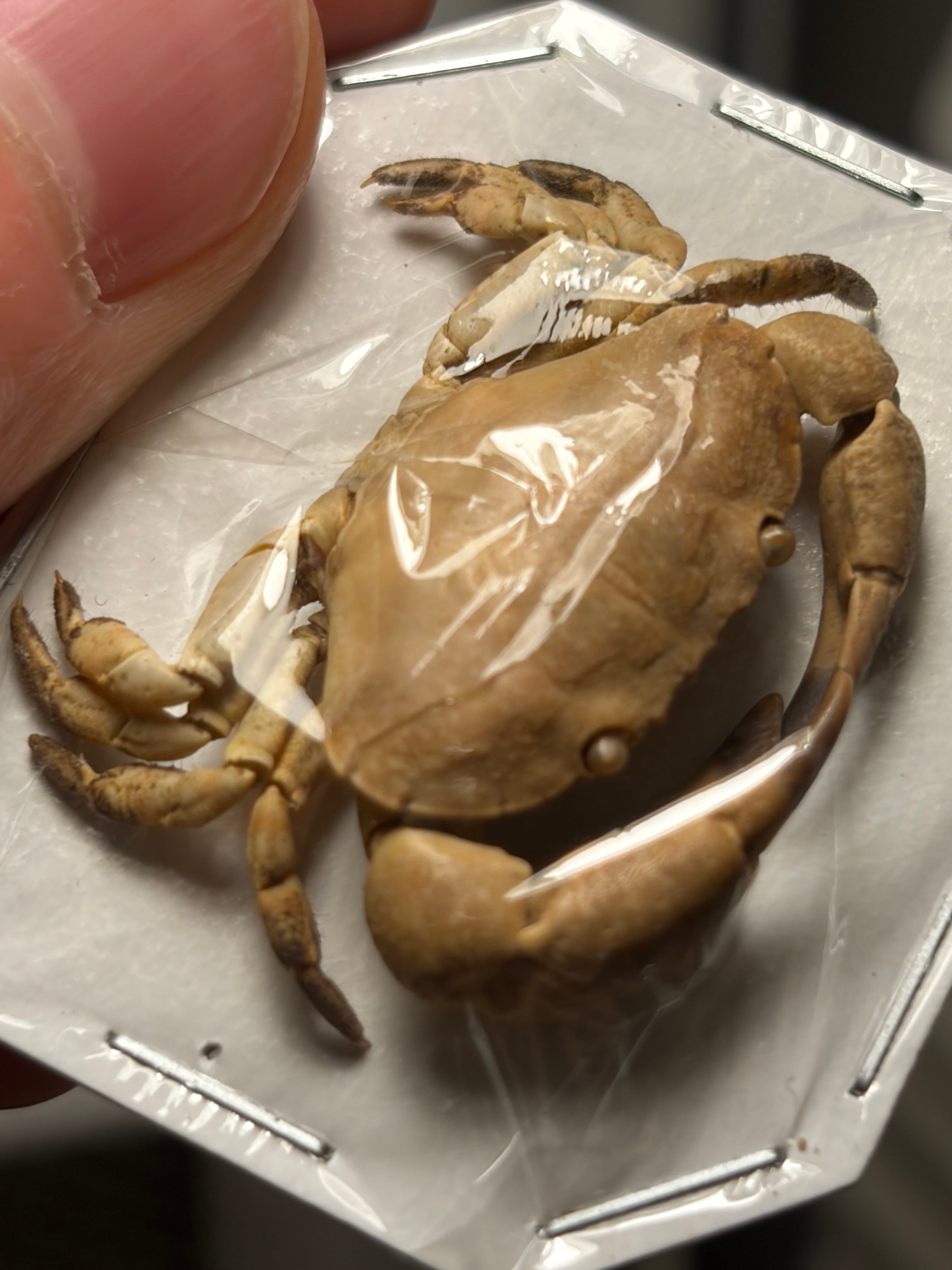 蟹標本】一般的なカニの標本 ガニ 甲殻類 シャコ エビ モンハナシャコ