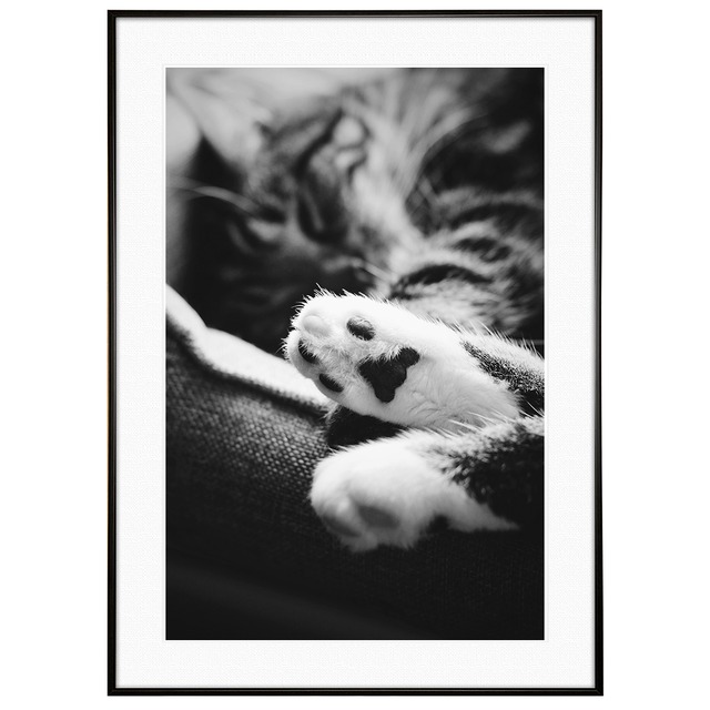 動物写真 猫と手 インテリア モノクロアートポスター額装 AS1169