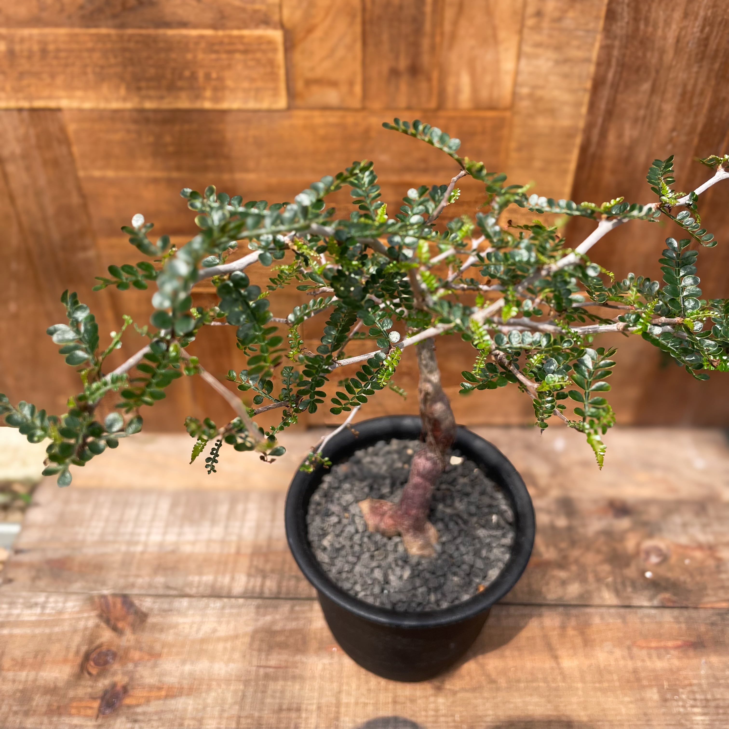 Operculicarya pachypus【オペルクリカリア・パキプス・実生】 | Pay ID