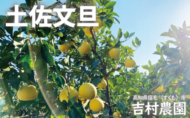 吉村農園 土佐文旦 家庭用 5kg 高知県産 産地直送