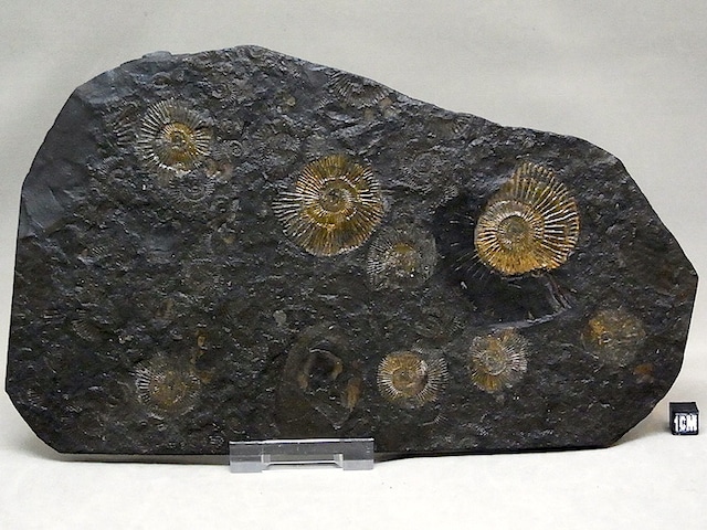 【 化石 】アンモナイト ダクチリオセラス Dactylioceras 9体密集頁岩プレート ドイツ ホルツマーデン産