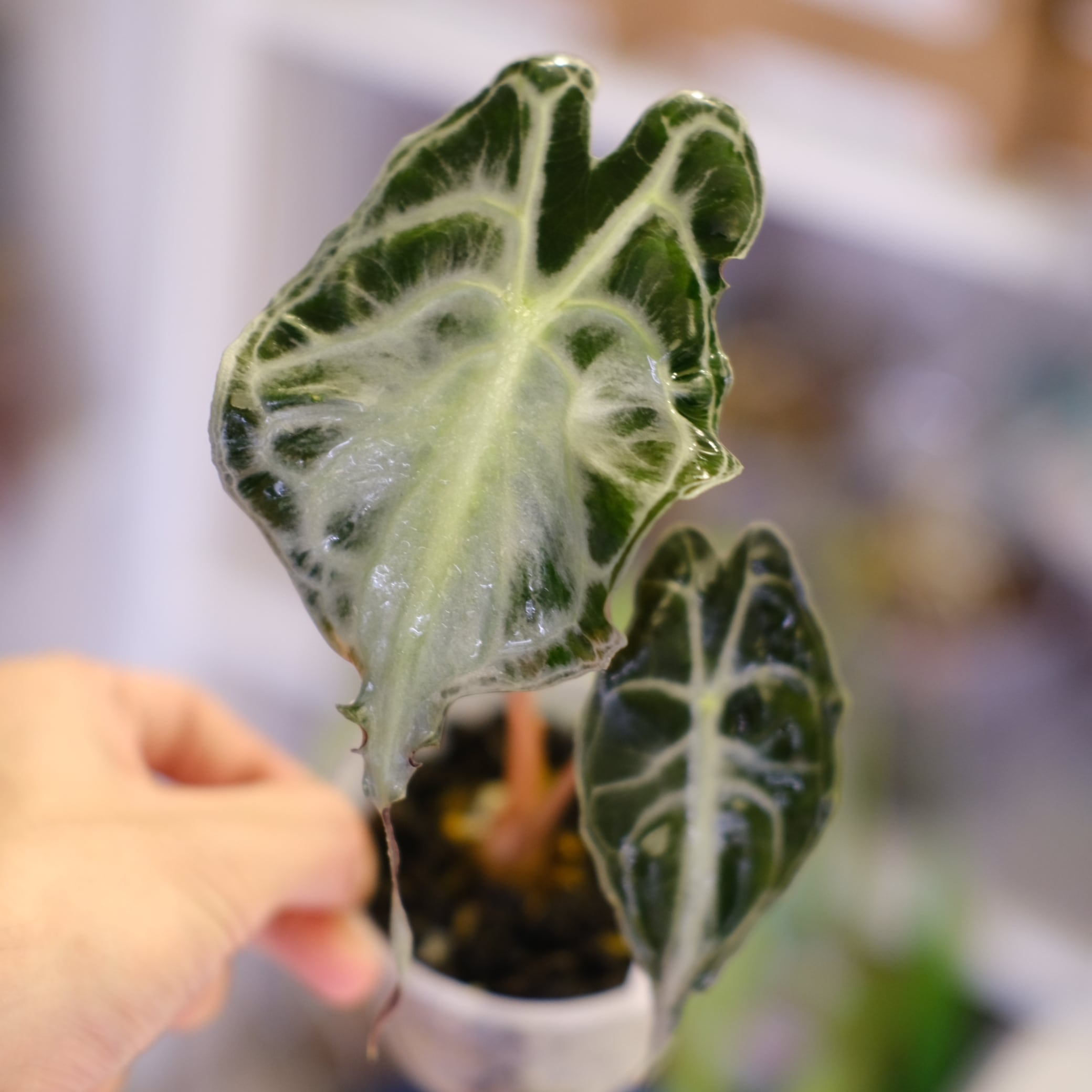 斑入りアロカシア / Premium Alocasia | tokyoplants (トーキョー