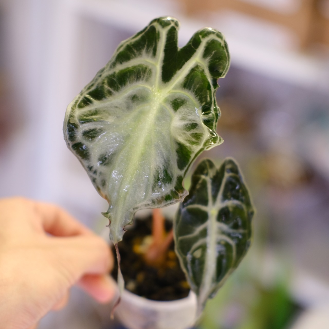 Alocasia ‘Venom’│アロカシア・ヴェノム⑥│観葉植物