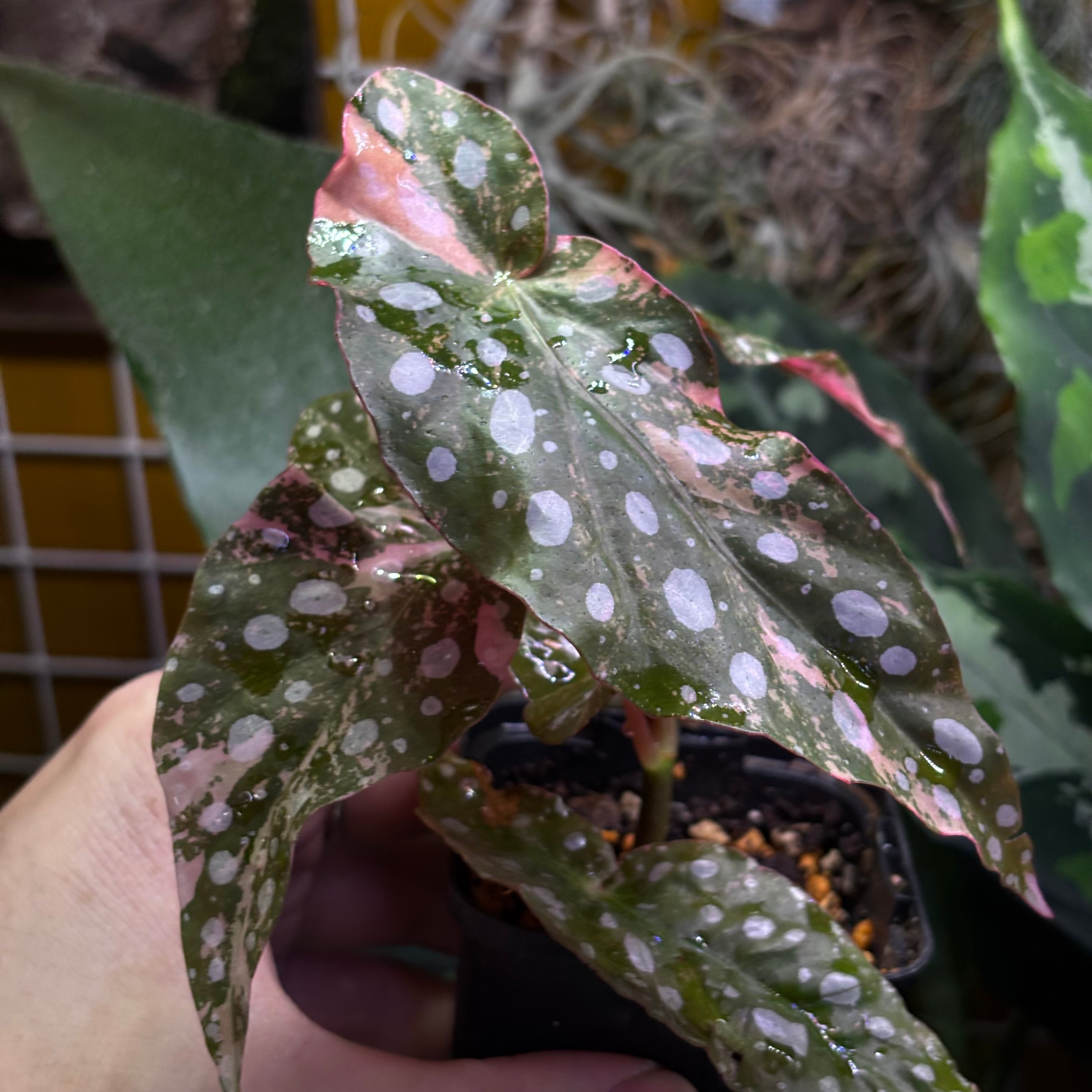 Begonia maculata 'Pink Variegated' | 熱帯雨林植物専門店 トイ吉園芸