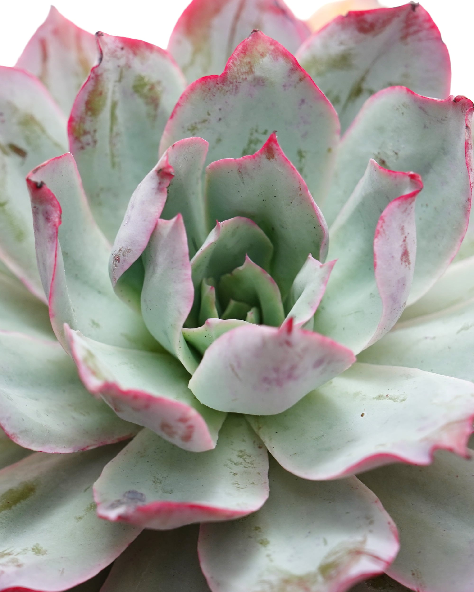 抜き苗 アエオニウム 魅金ローズ錦 Aeonium 'Charm Golden Rose