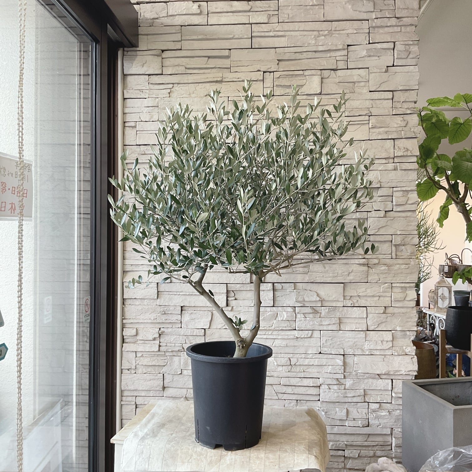 プリムラ レトロボックス | 橋本種苗園