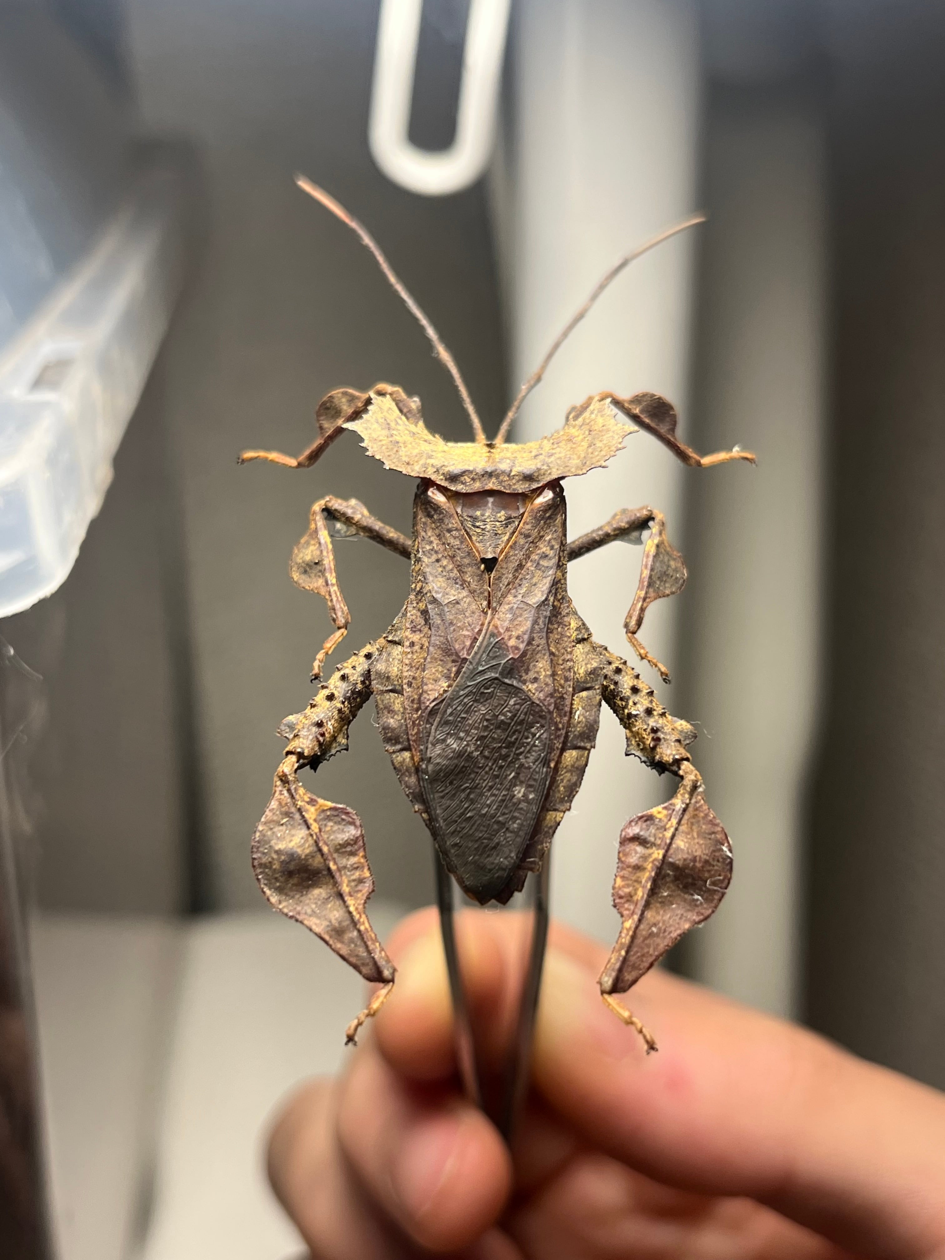 36mm】オウサマヘリカメムシサシガメ甲虫昆虫標本ハムシフンチュウ亀虫