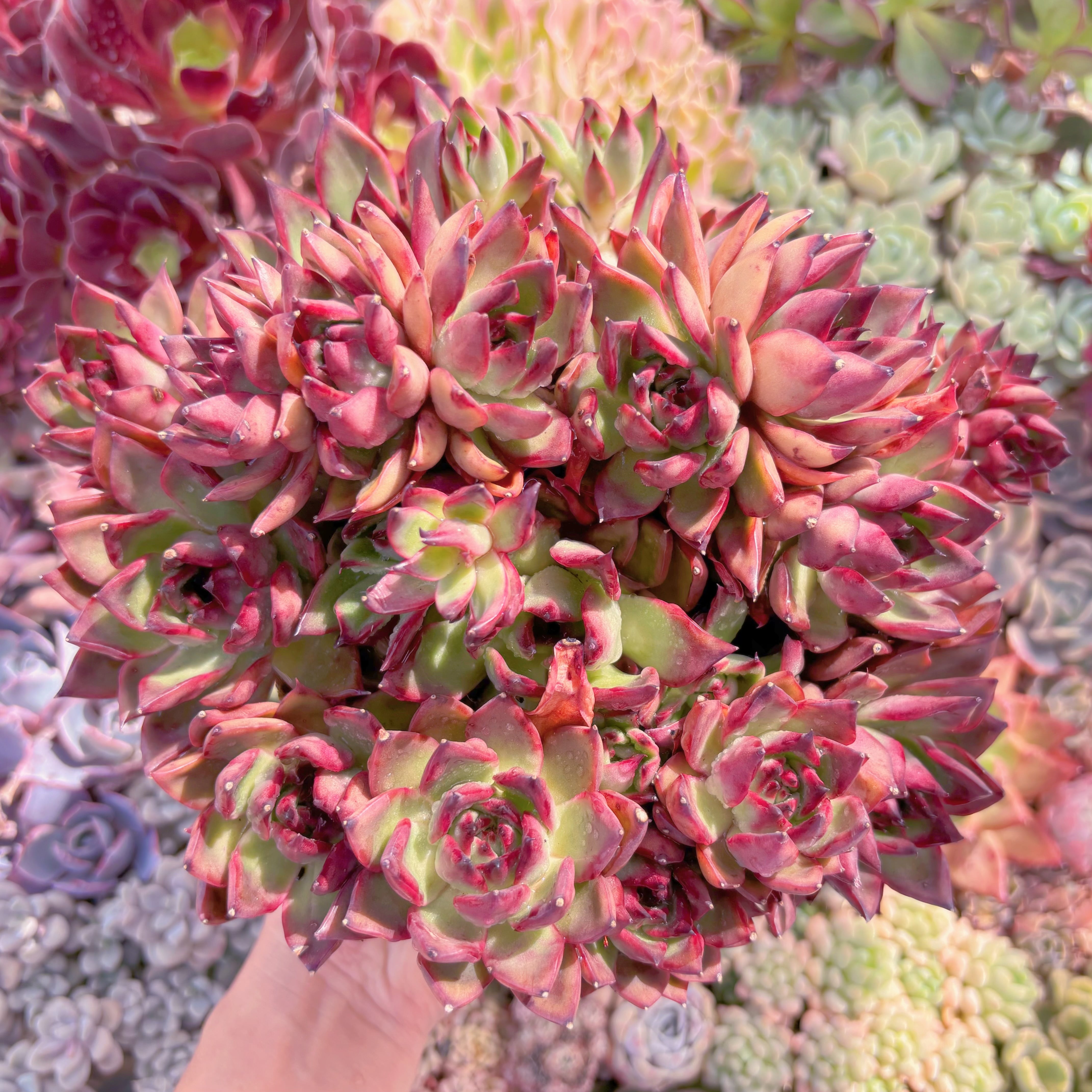 現品　Wild Horse#B42　特大大群生　るる農園