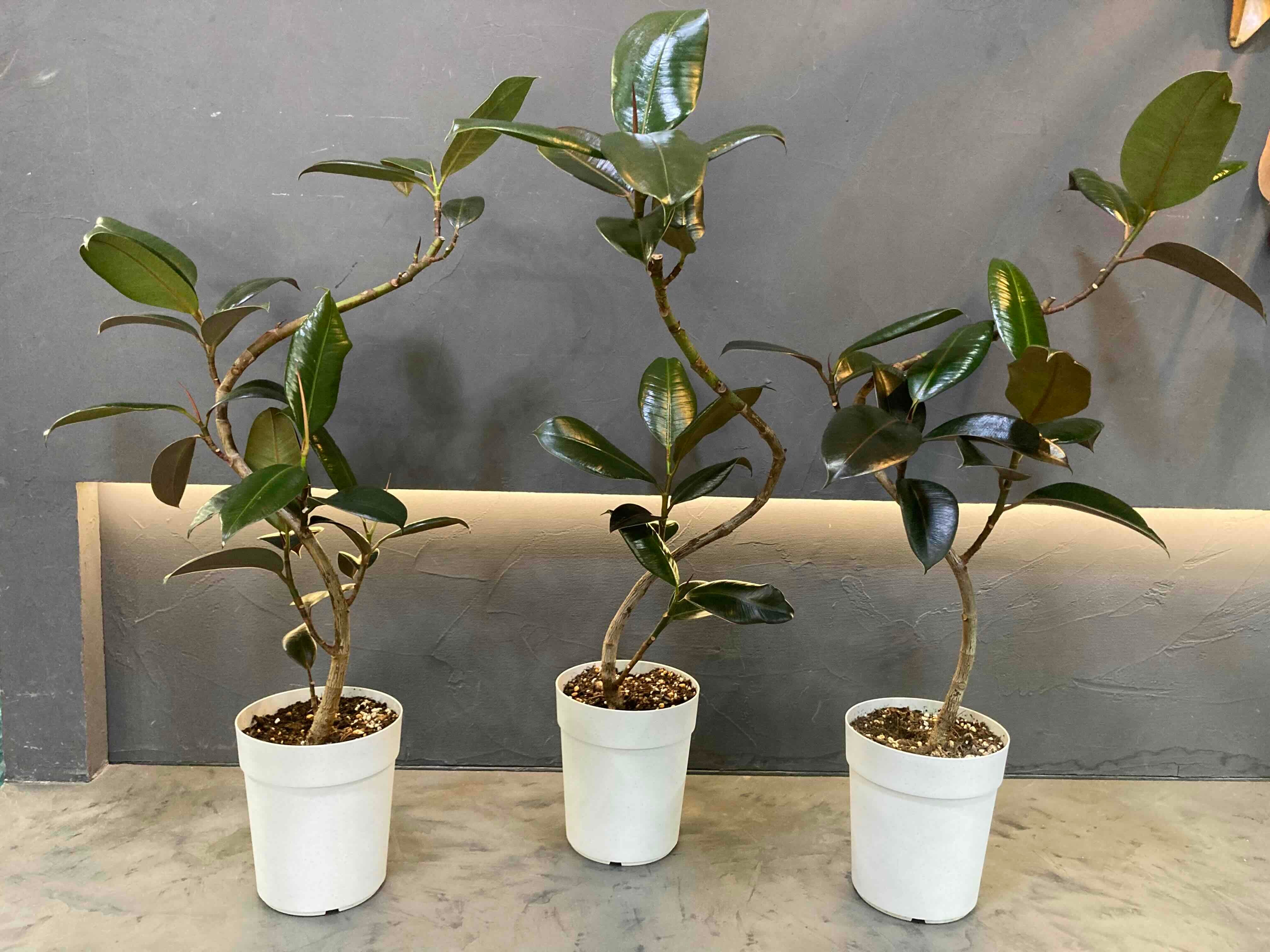 フィカス・バーガンディ曲がり仕立て