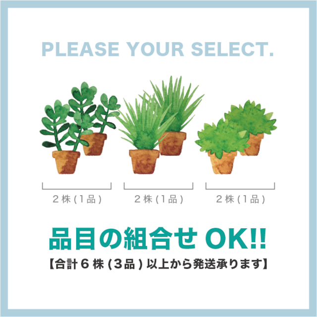 花の苗／ヤロウmix・２株【エディブルフラワーの苗・固定種・栽培期間中農薬不使用・化学肥料不使用】