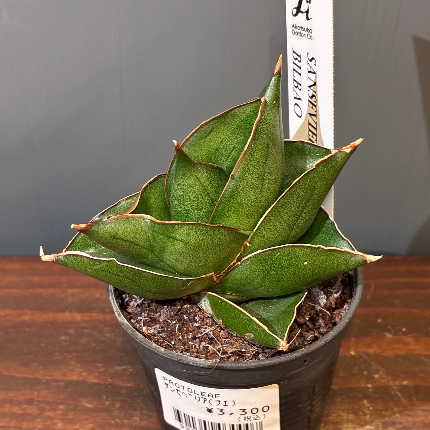 多肉植物 | PROTOLEAF プロトリーフ