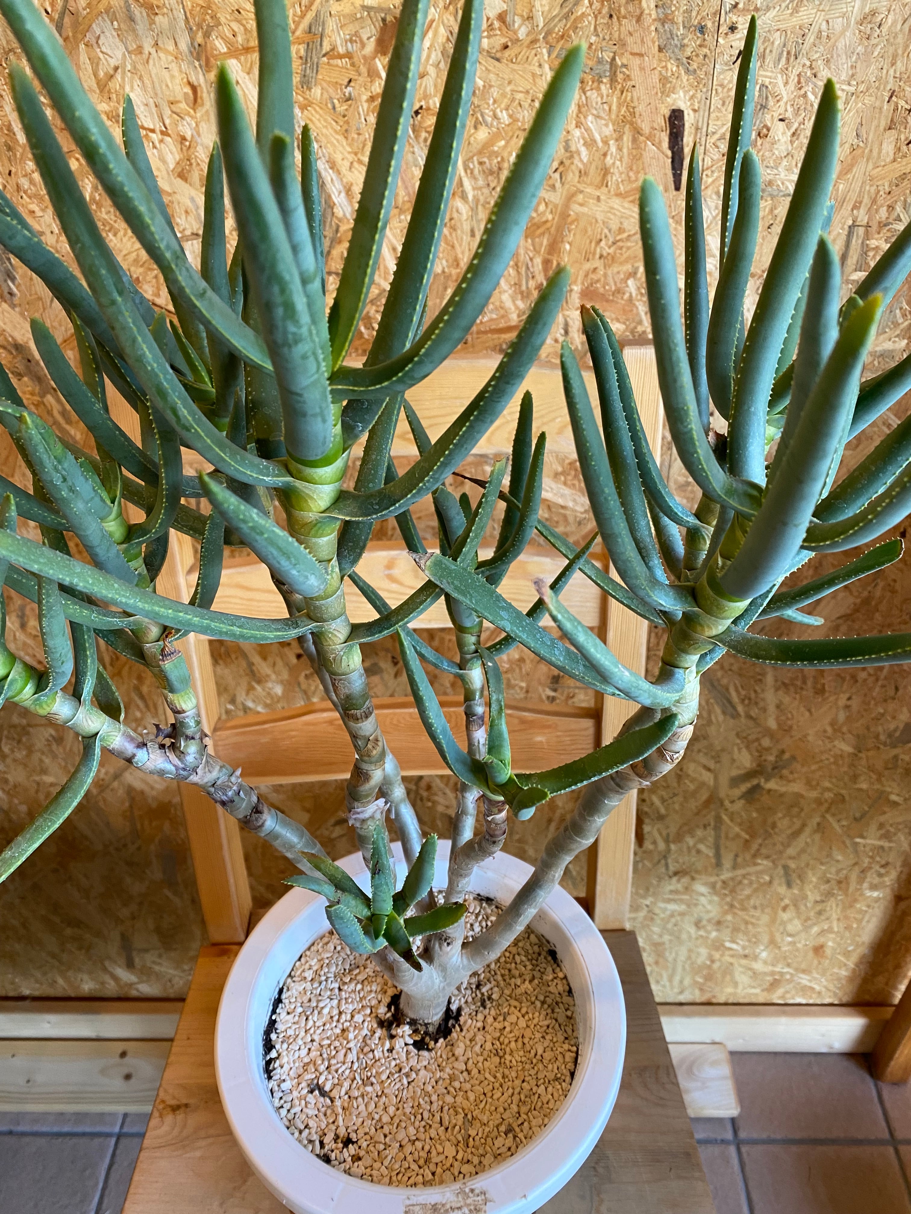 ラモシシマ 本体50cm H70cm W45cm 口径21cm | Garden Varejo