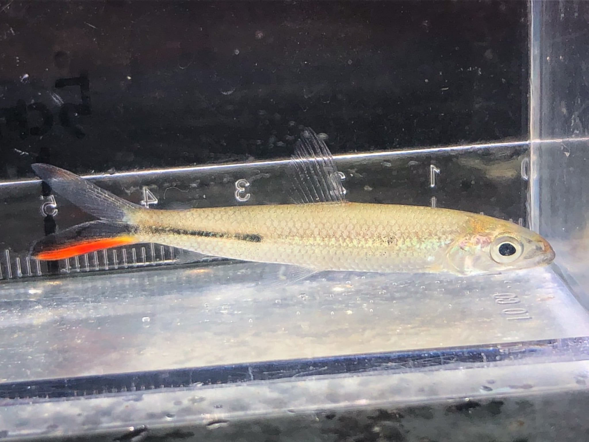 レッドテールへミオダス(コロンビア便ワイルド)【中型カラシン